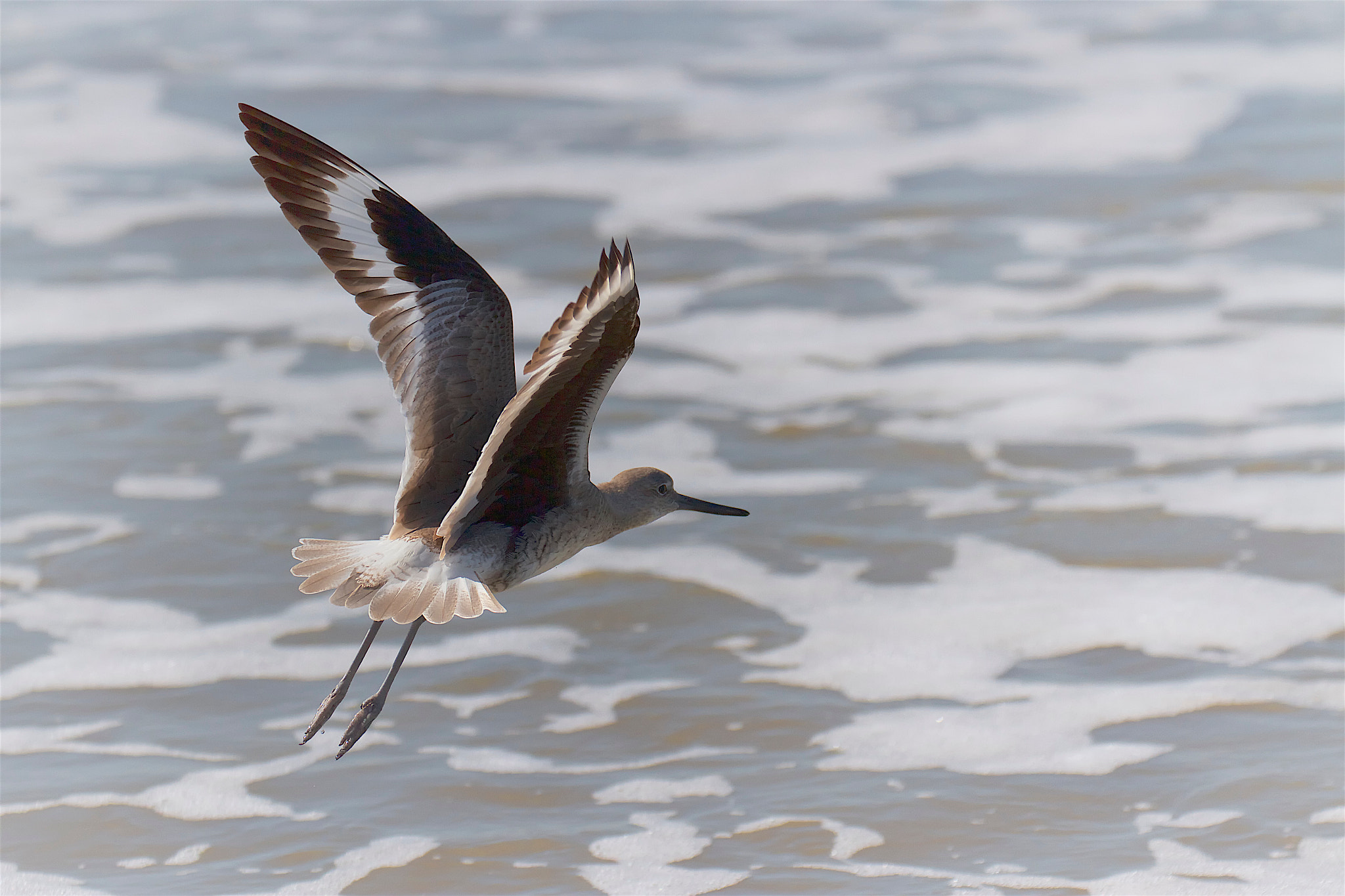 Canon EF 70-300mm F4-5.6L IS USM sample photo. Sandpiper photography