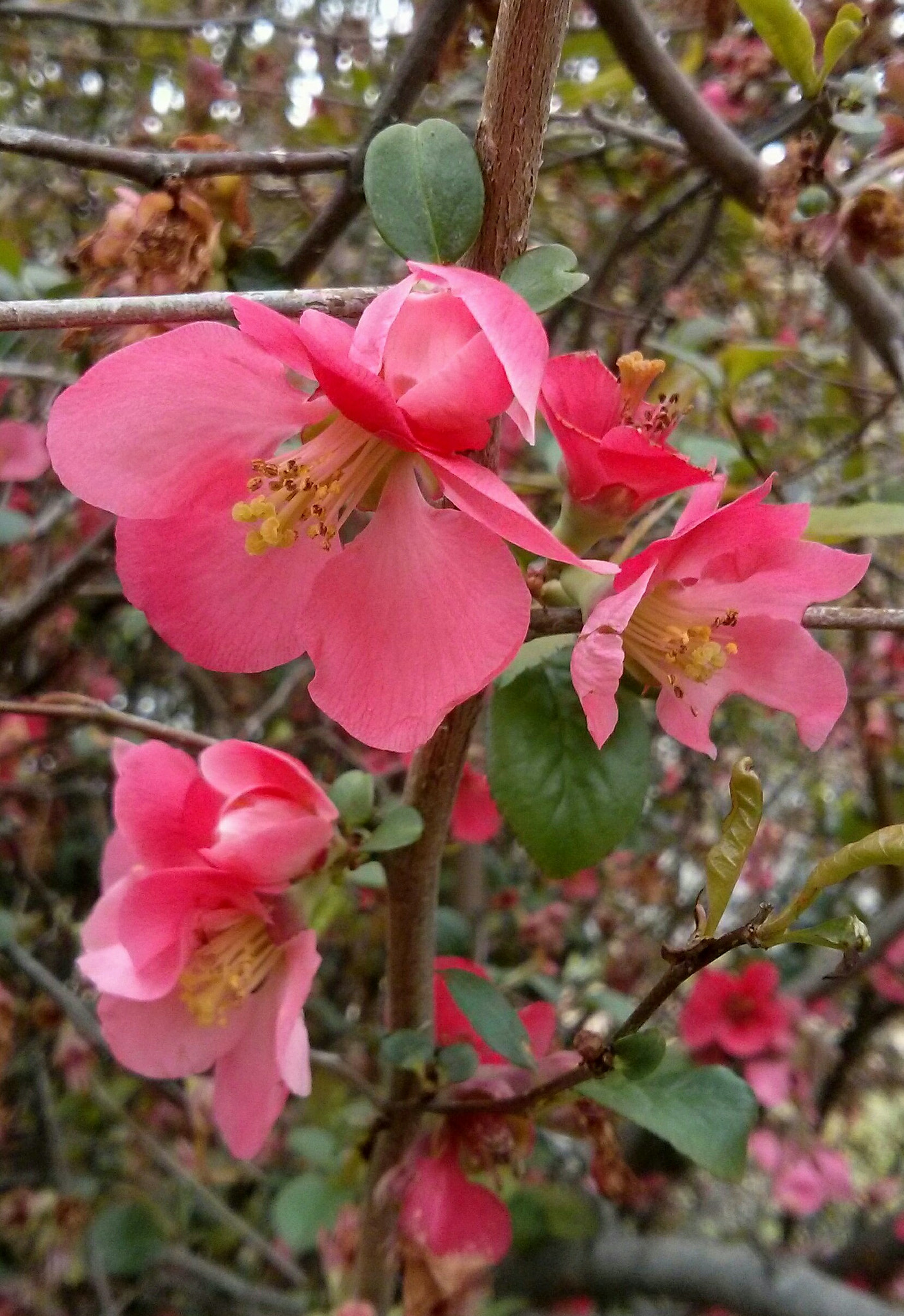 LG Nexus 4 sample photo