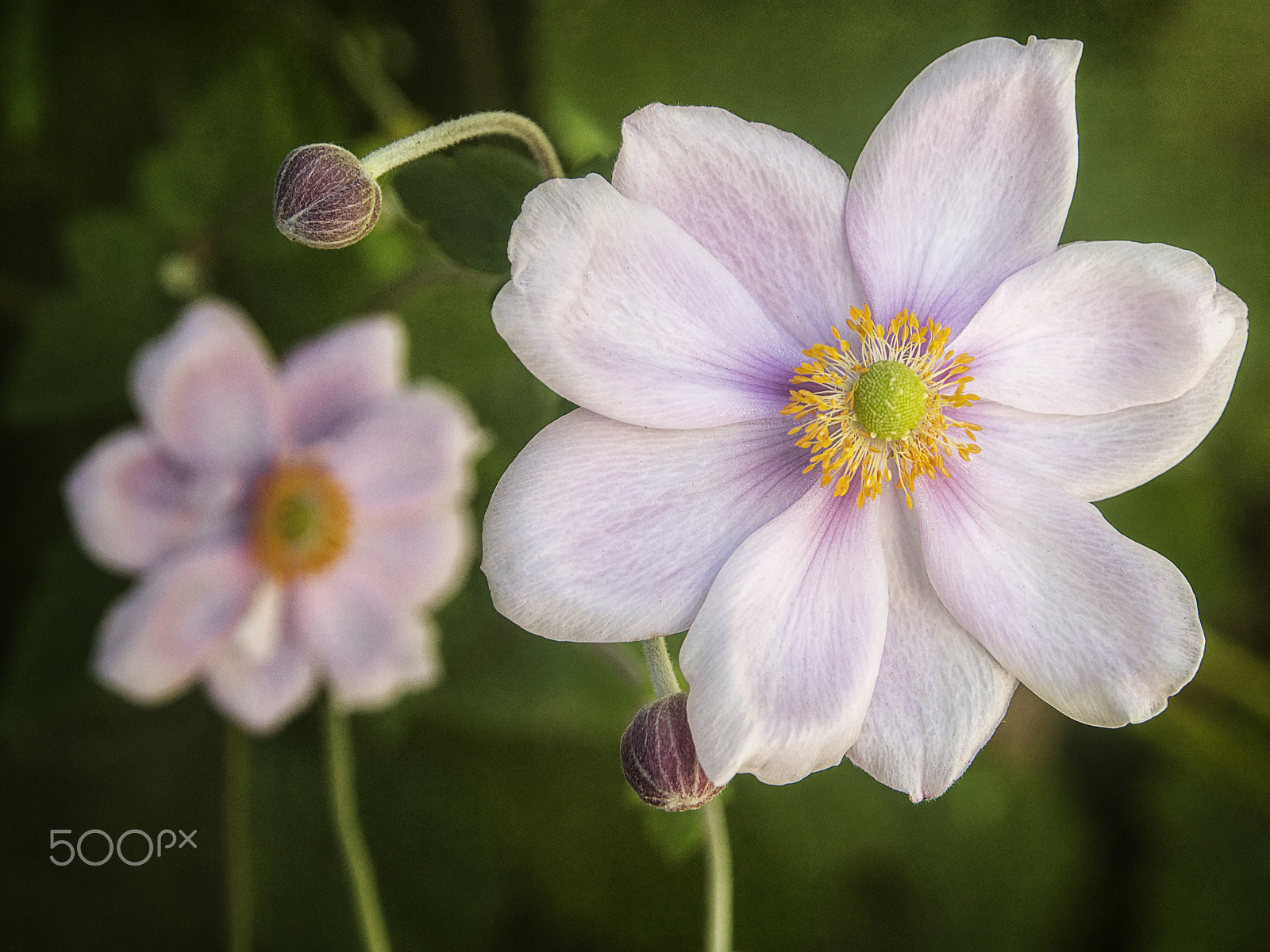 Olympus OM-D E-M5 sample photo. Wind flower photography