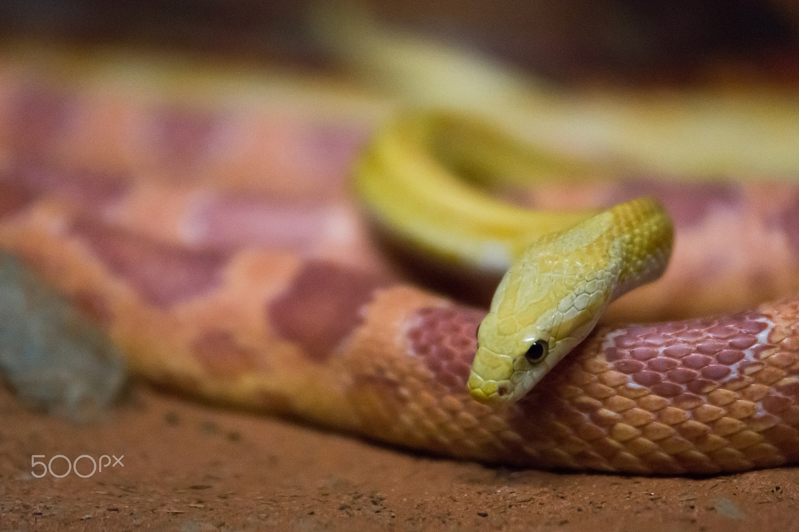 Nikon D7200 sample photo. Elaphe, yellow snake photography