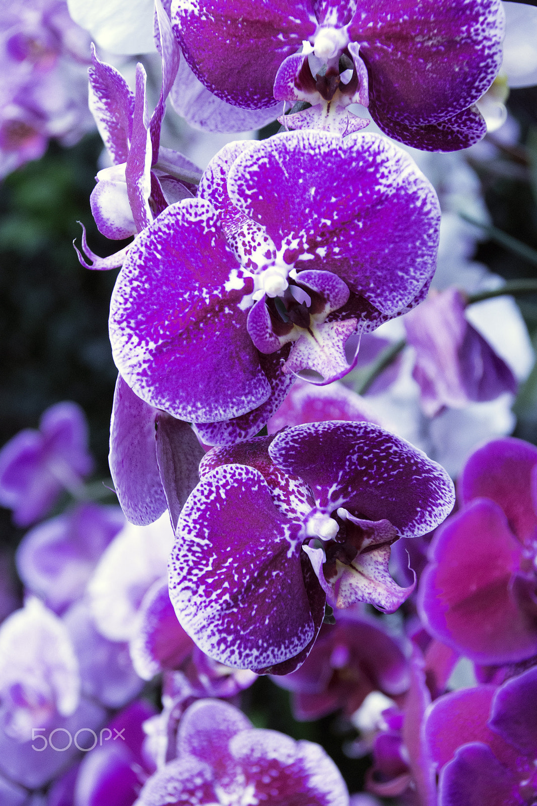 Sigma 18-250mm F3.5-6.3 DC Macro OS HSM sample photo. Orchids 2017 photography