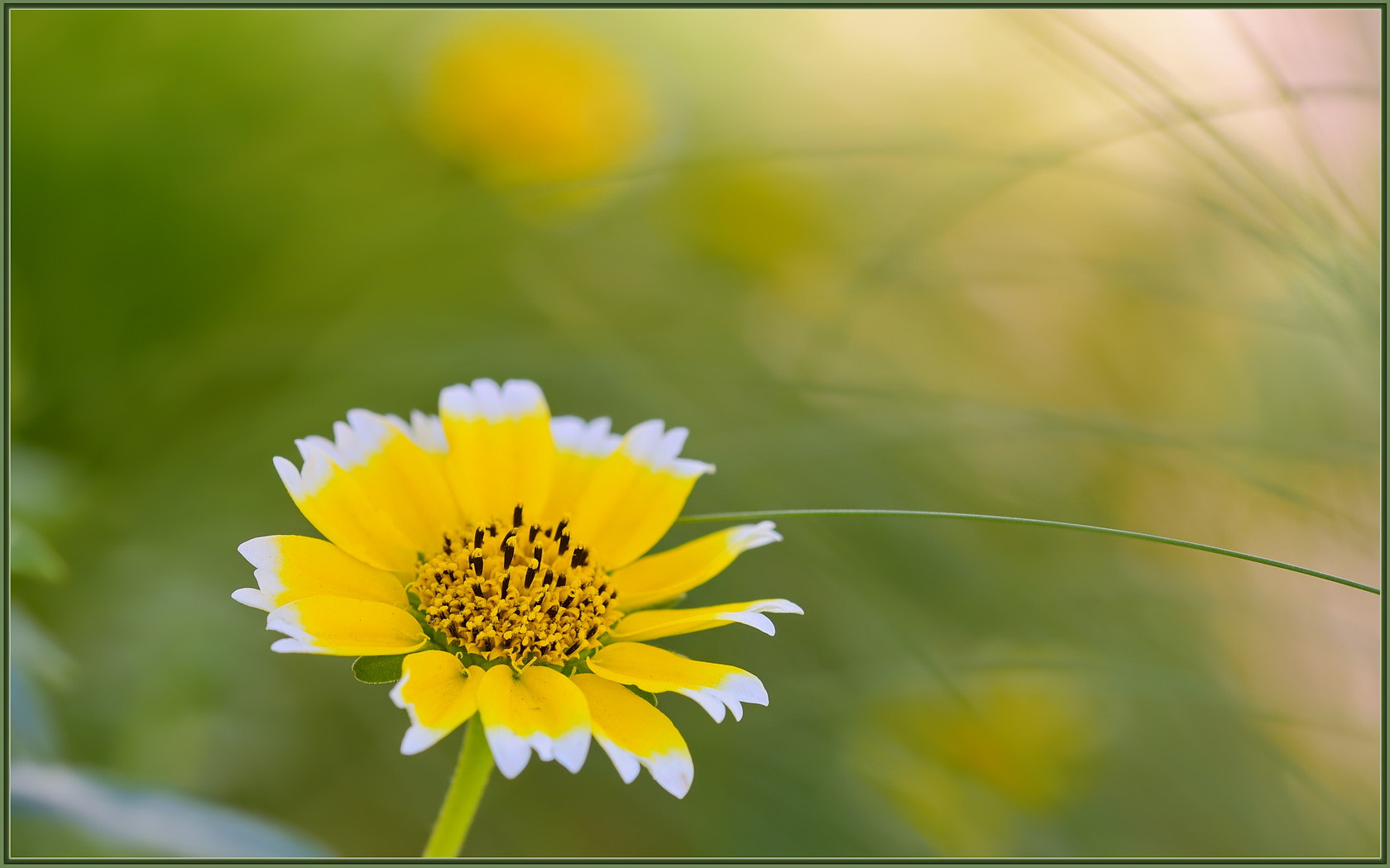 Nikon D750 sample photo. Wildflowers in the grass photography