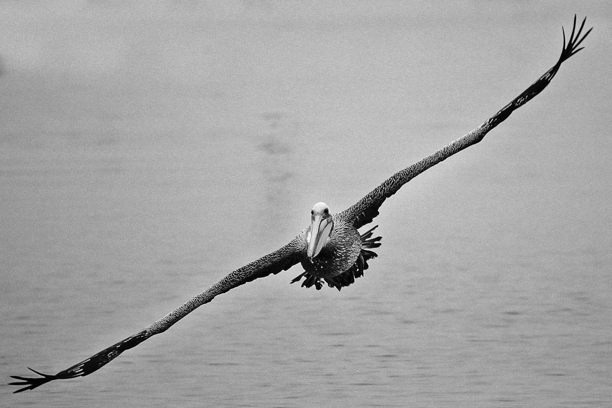 Canon EOS 60D + EF75-300mm f/4-5.6 sample photo. Pelícano al vuelo photography