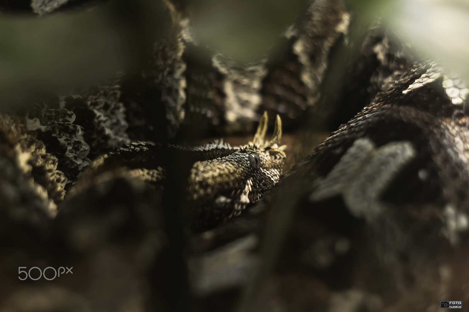 Canon EF 50mm F1.8 II sample photo. Serpiente rinoceronte photography