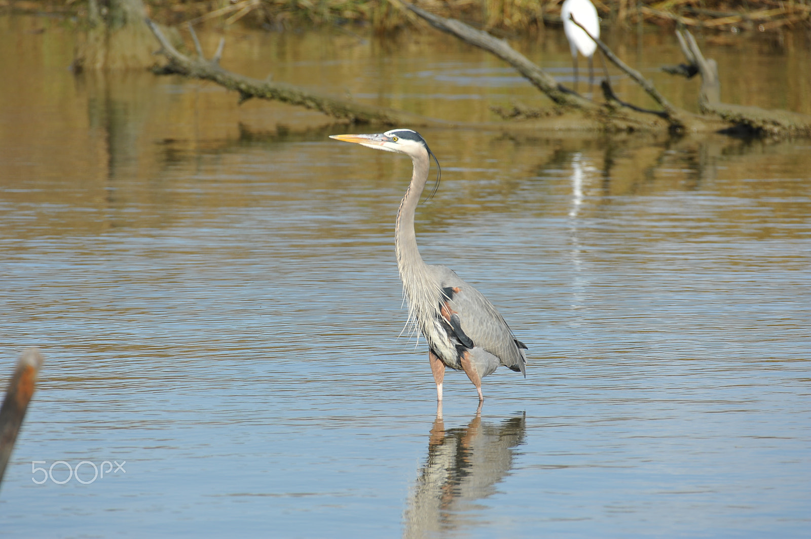Nikon AF-S Nikkor 200-500mm F5.6E ED VR sample photo. Dsc photography