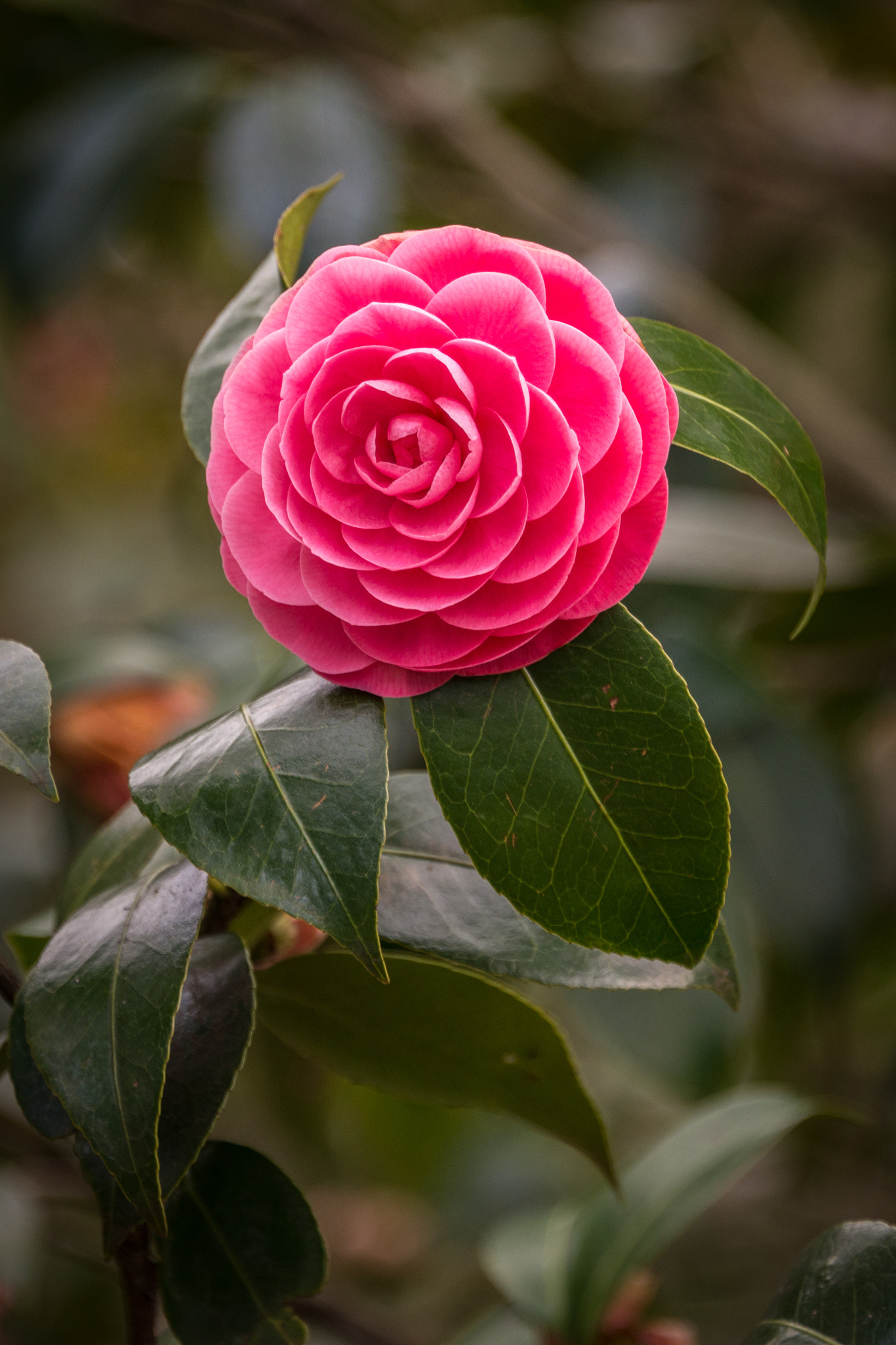 Nikon D800 sample photo. Camellia photography