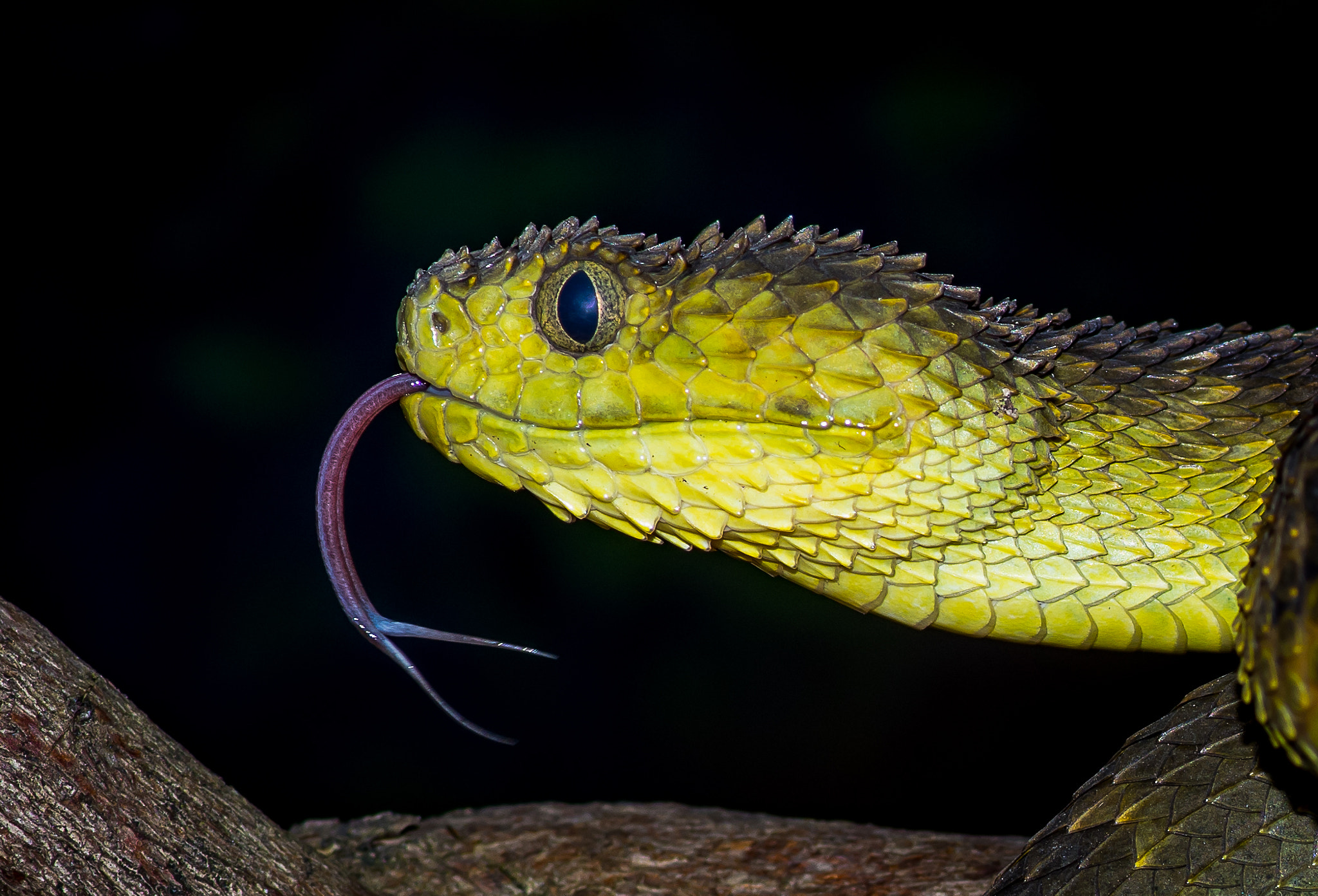 Pentax K-3 sample photo. Atheris squamigera photography