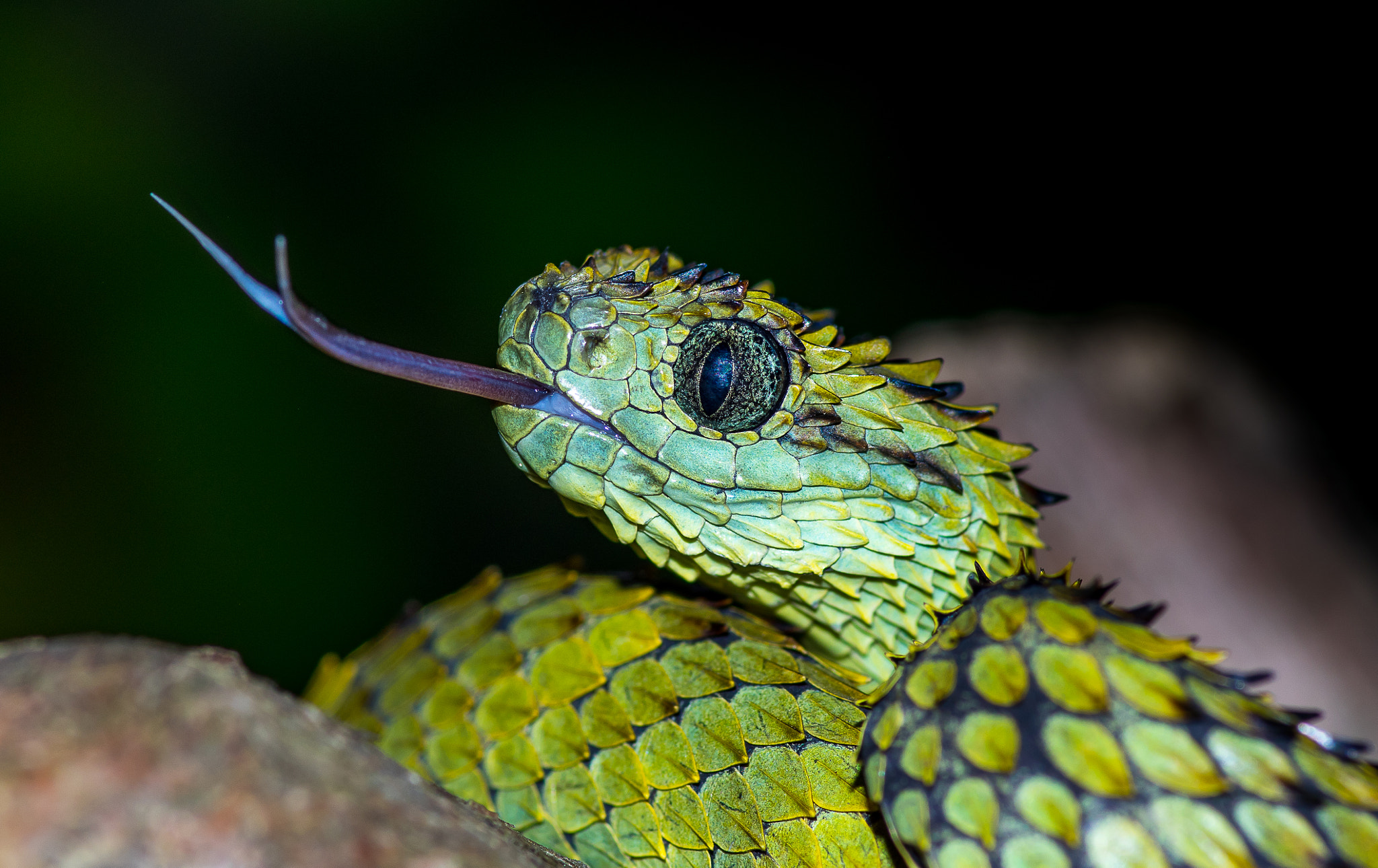 Pentax K-3 sample photo. Atheris hispida - tongue photography