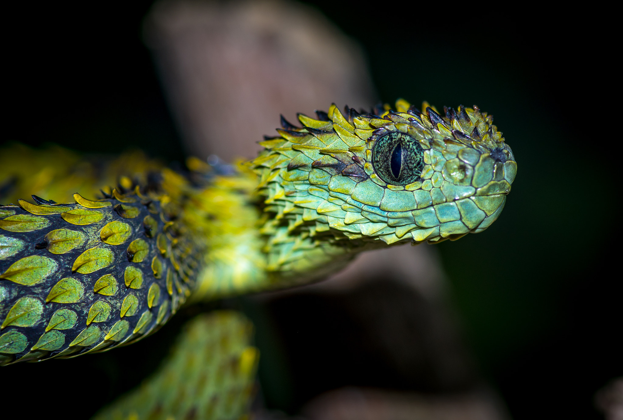 Pentax K-3 + Pentax smc D-FA 100mm F2.8 Macro WR sample photo. Atheris hispida photography