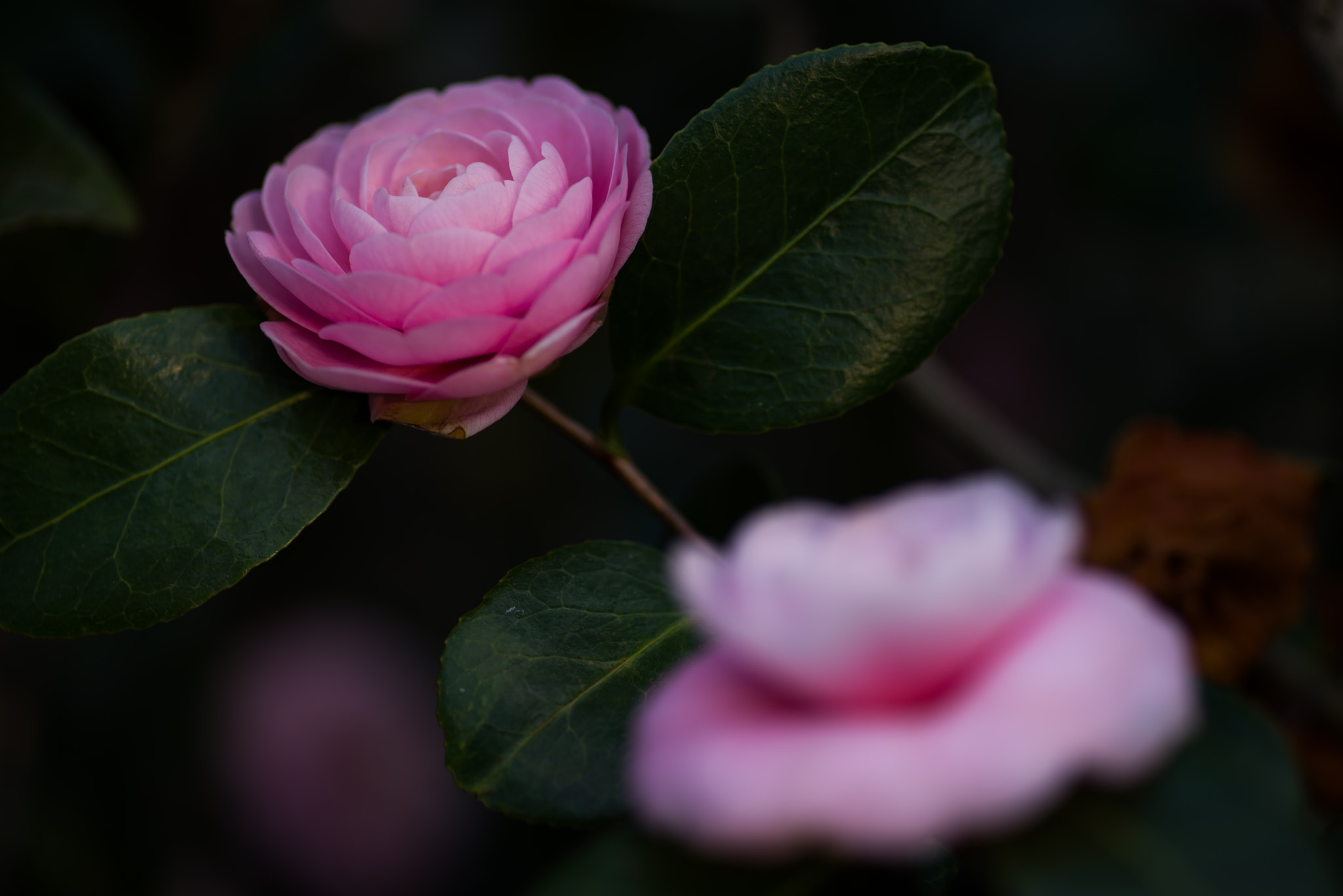 Pentax K-1 + Pentax smc D-FA 100mm F2.8 Macro WR sample photo. Pink blossom at sunset photography