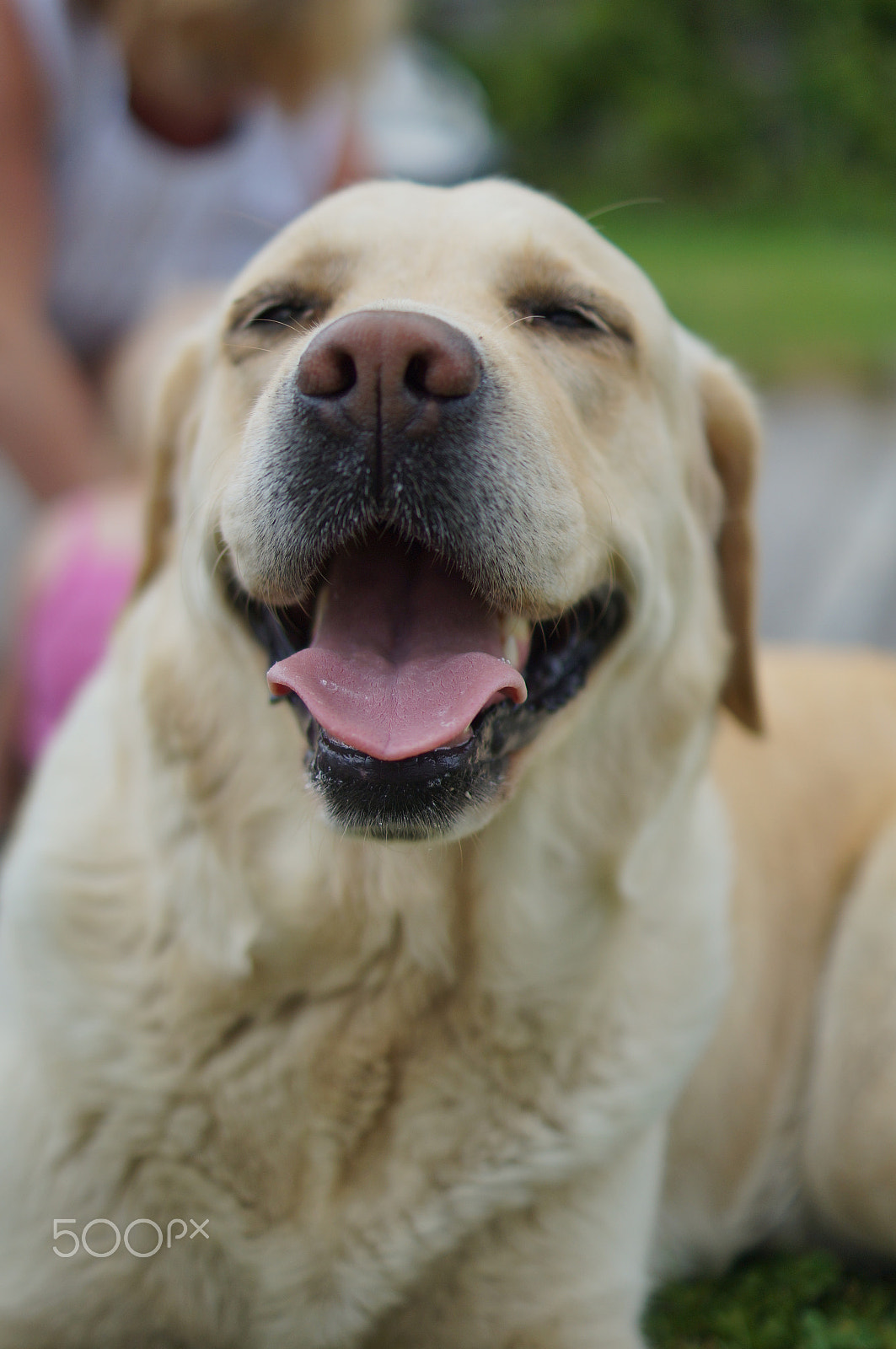 Sony SLT-A57 + Sony DT 35mm F1.8 SAM sample photo. Happy dog photography