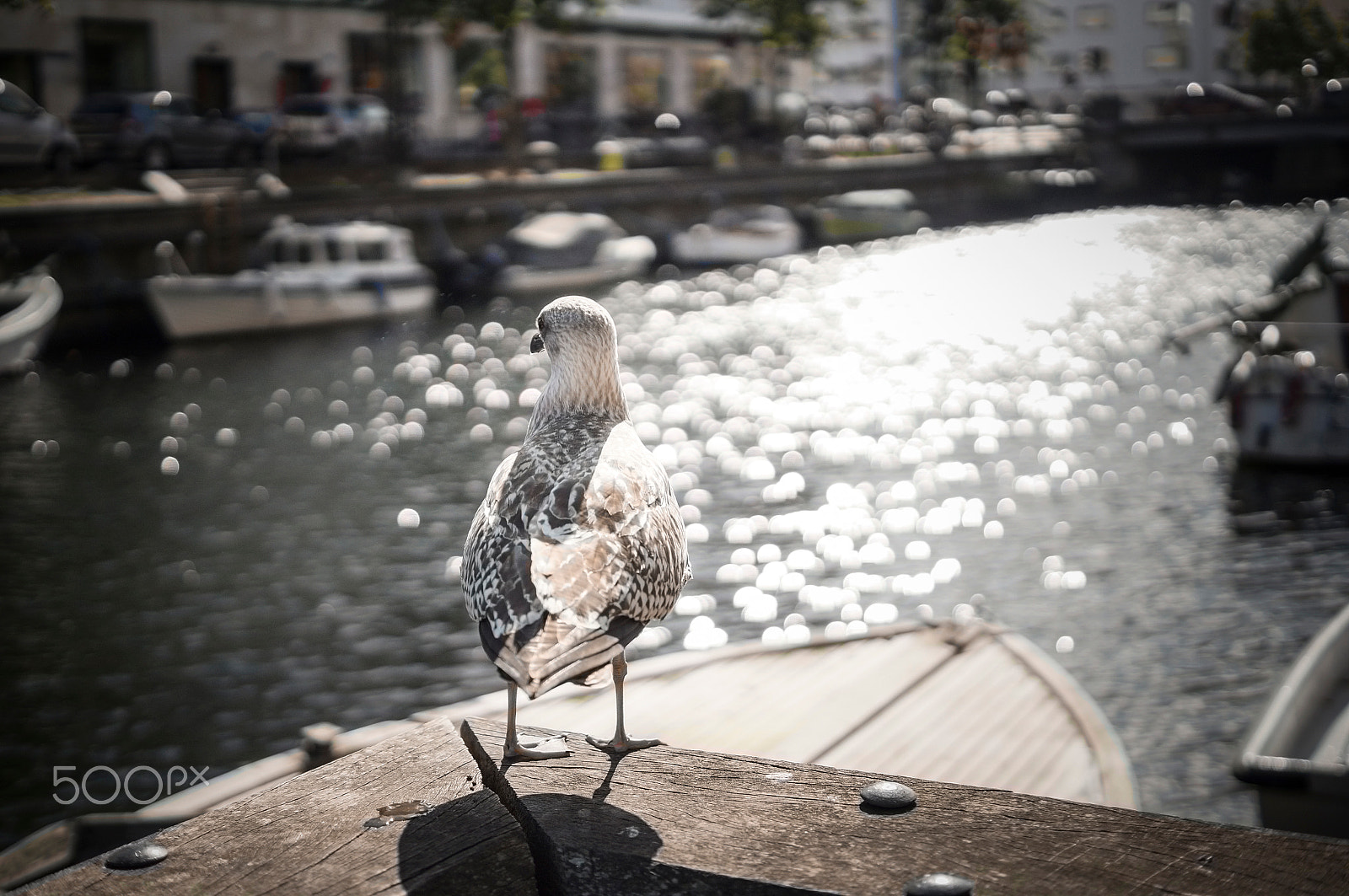 Sony DT 35mm F1.8 SAM sample photo. Untitled photography