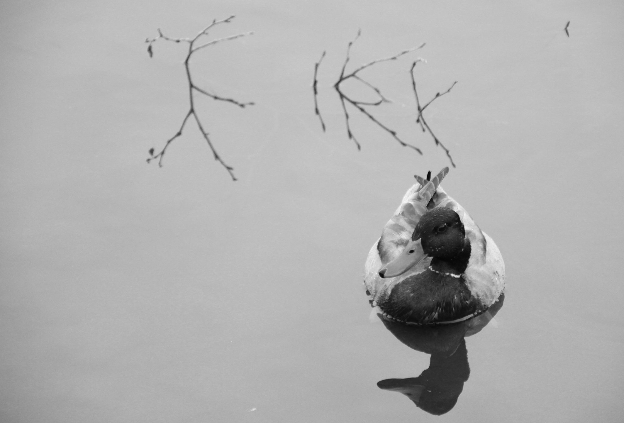 Sigma 18-200mm f/3.5-6.3 DC OS sample photo. Mallard photography