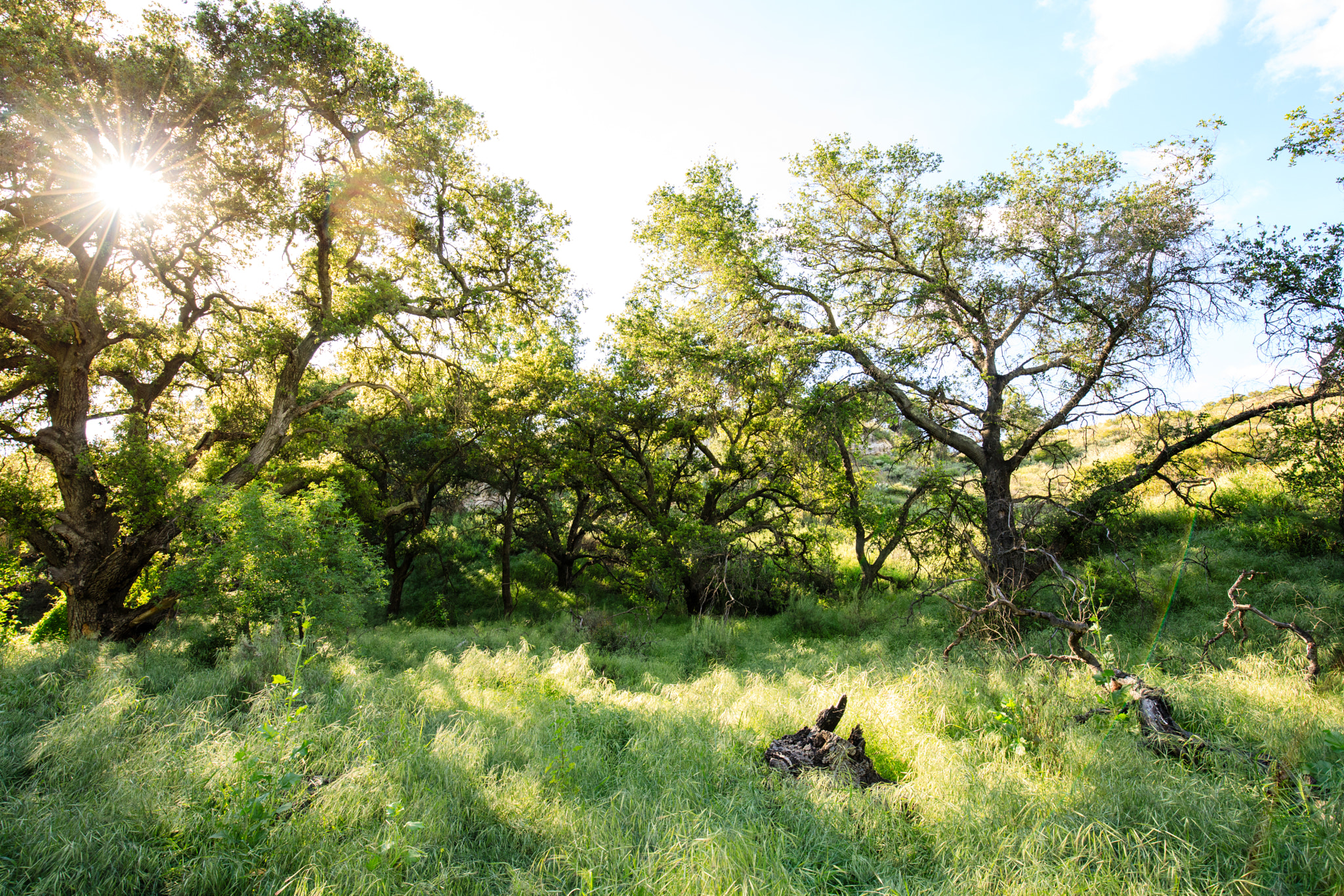 Canon EF 16-35mm F4L IS USM sample photo. Along the trail in whiting ranch photography