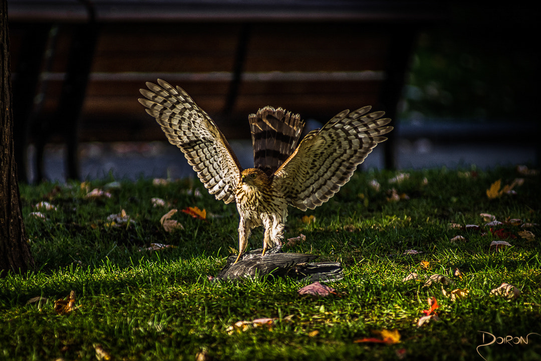 Nikon AF-Nikkor 80-200mm F2.8D ED sample photo. Morning meal photography