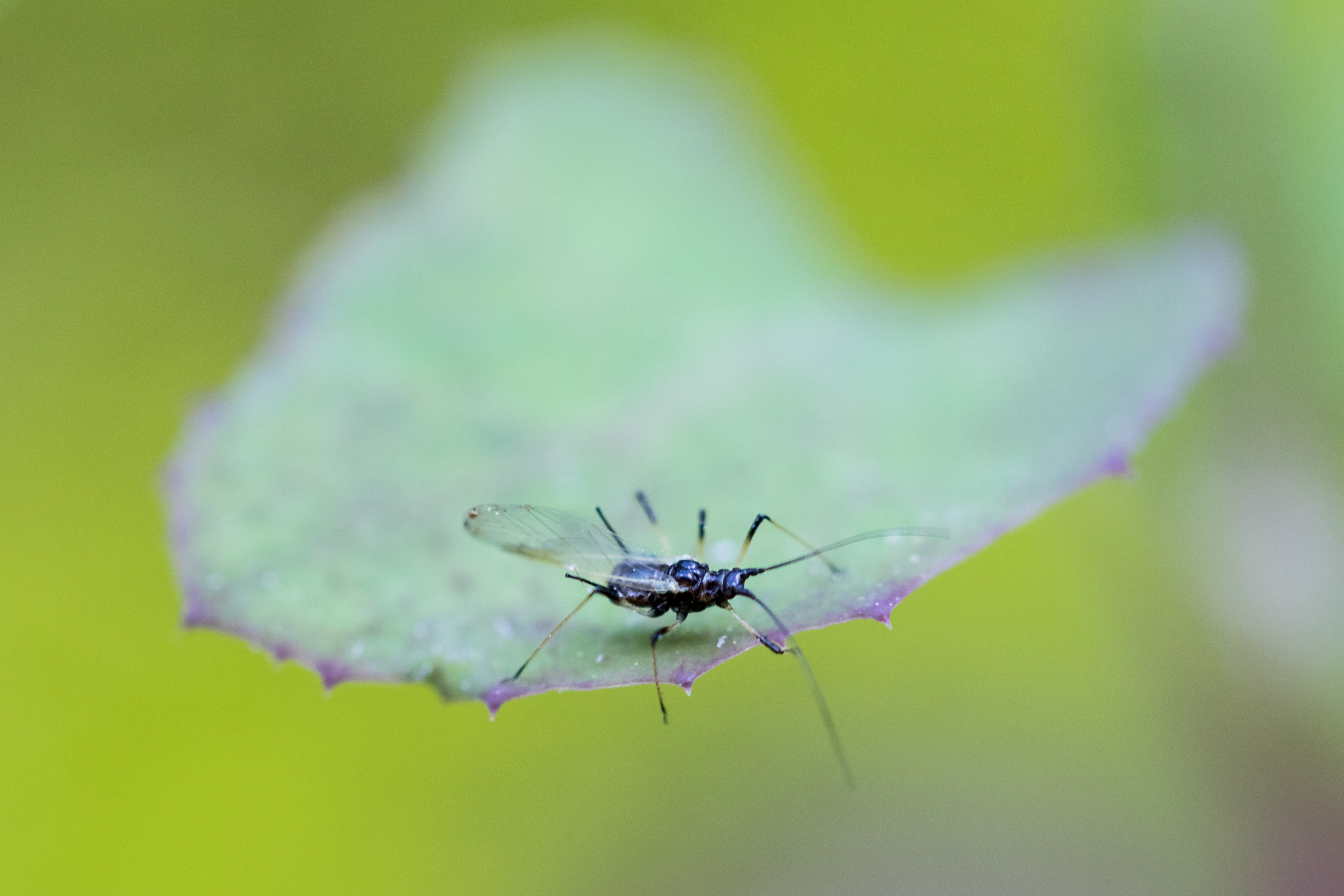 Canon EF 100mm F2.8L Macro IS USM sample photo. Bugger photography