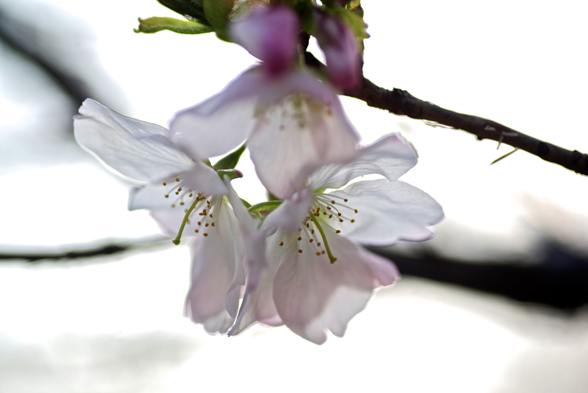 Tamron SP AF 90mm F2.8 Di Macro sample photo. Cold cherry photography
