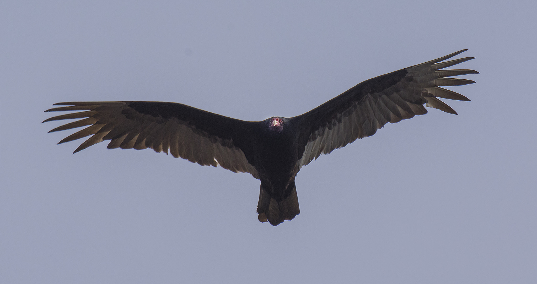 Pentax K-3 II sample photo. Turkey vulture photography