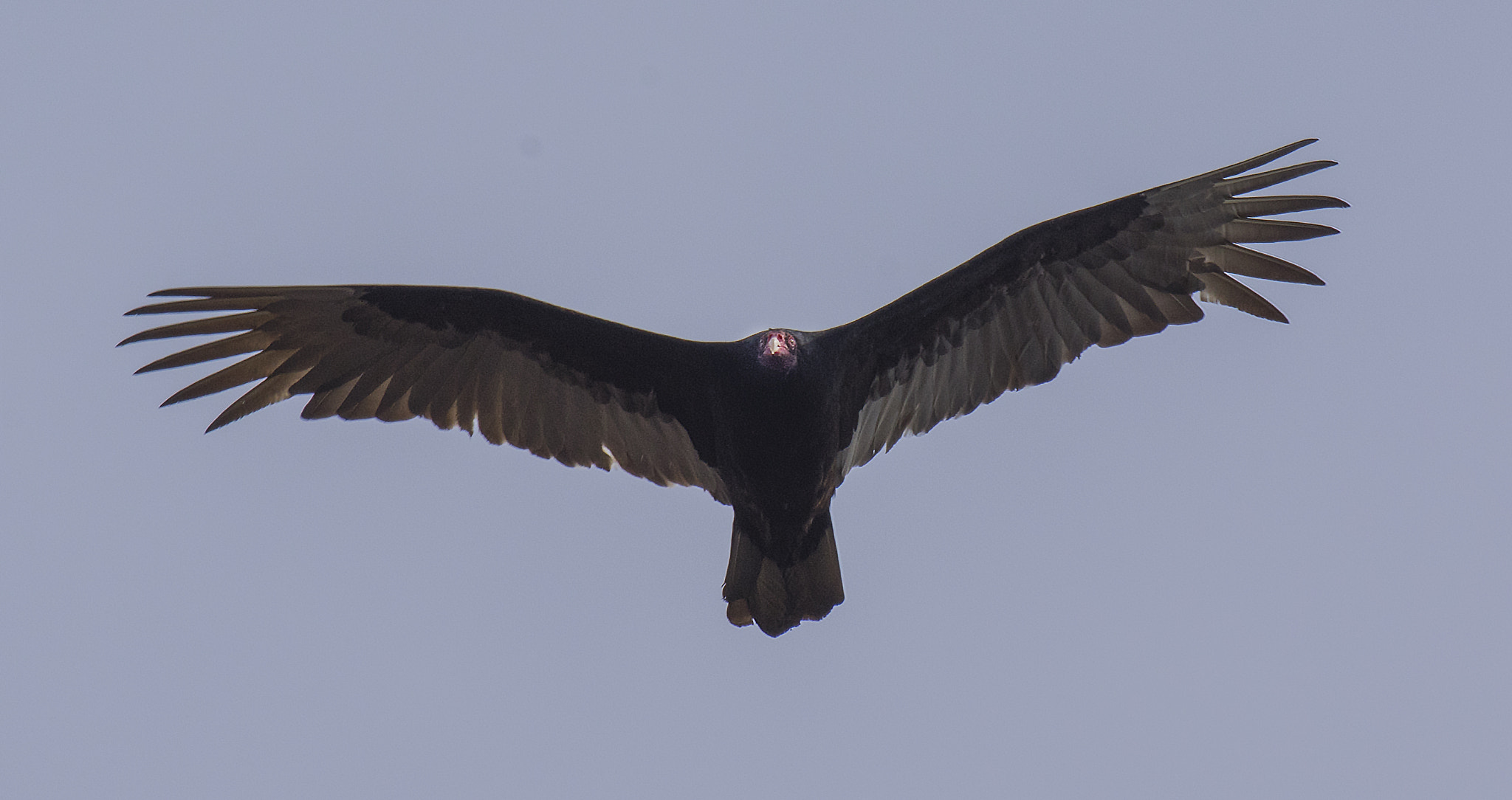 Pentax K-3 II + Sigma 50-500mm F4.5-6.3 DG OS HSM sample photo. Turkey vulture photography