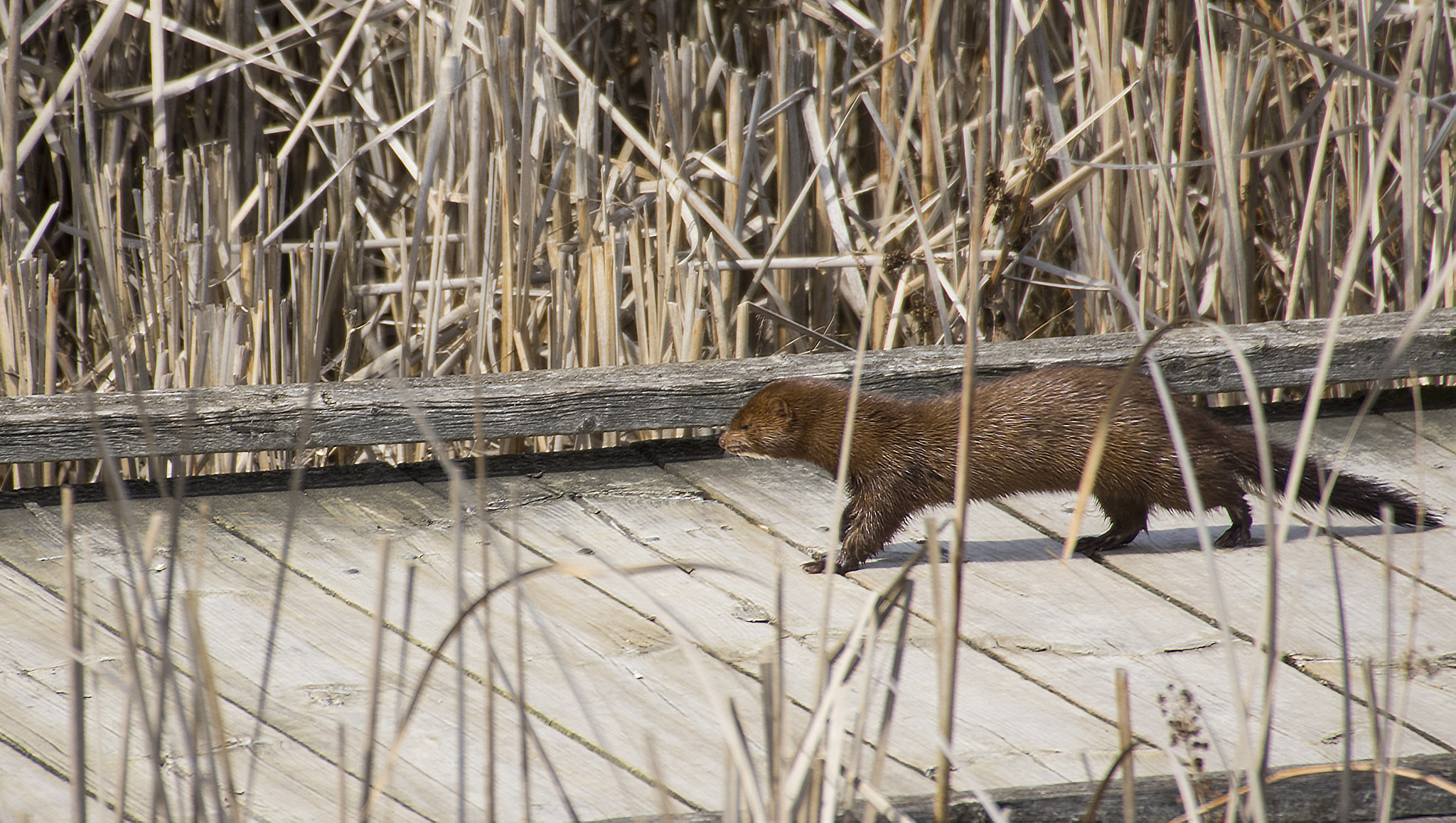 Pentax K-3 II + Sigma 50-500mm F4.5-6.3 DG OS HSM sample photo. A mink on the move photography