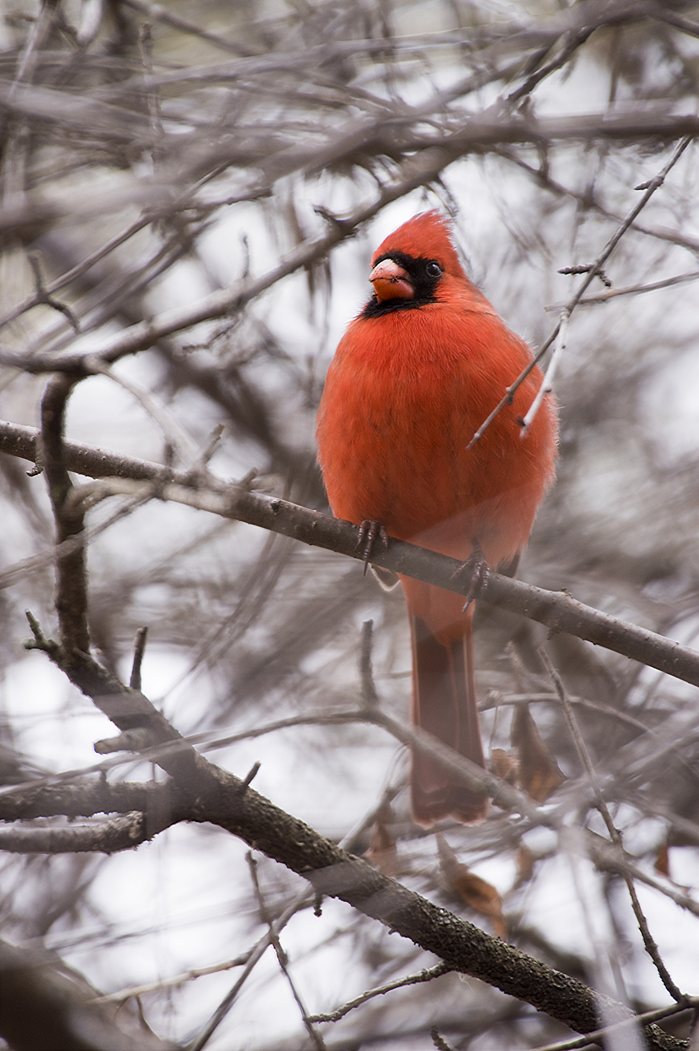 Sigma 50-500mm F4.5-6.3 DG OS HSM sample photo. Red cardinal photography