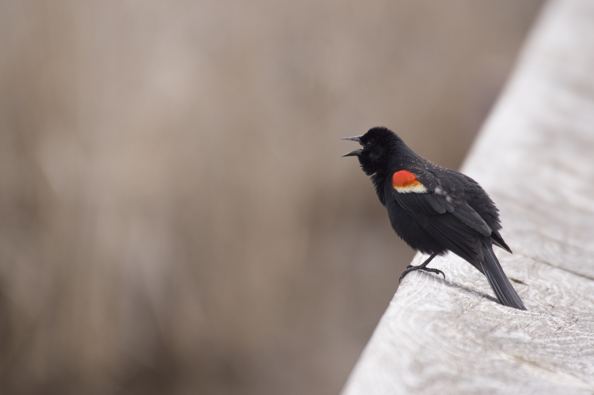 Pentax K-3 II + Sigma 50-500mm F4.5-6.3 DG OS HSM sample photo. Redwing blackbird photography