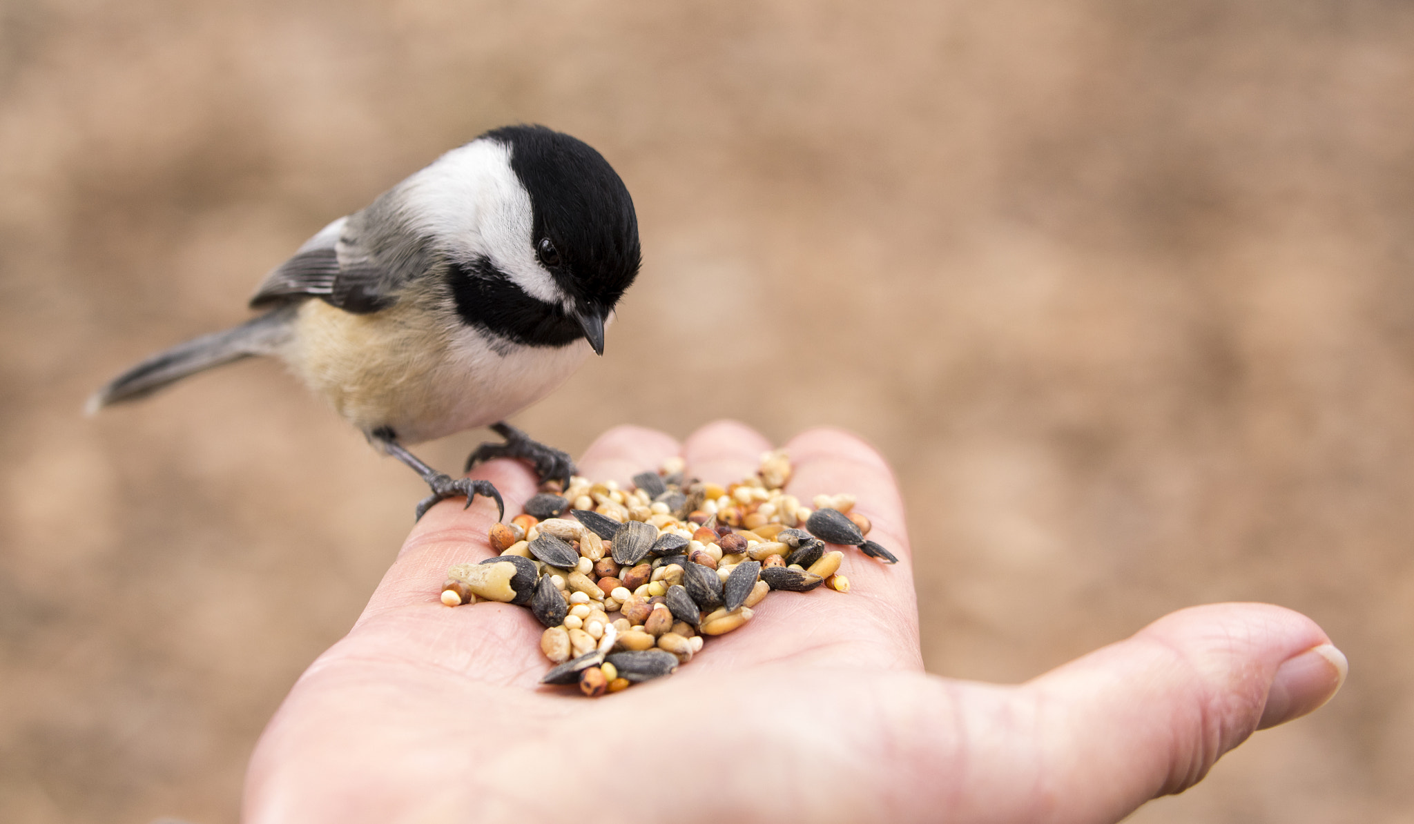 Pentax K-3 II + Sigma 50-500mm F4.5-6.3 DG OS HSM sample photo. A bird in the hand photography