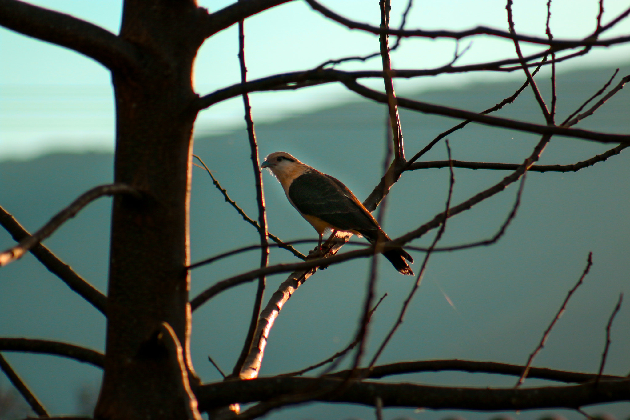 Canon EF 75-300mm f/4-5.6 USM sample photo. Eyes focused. photography