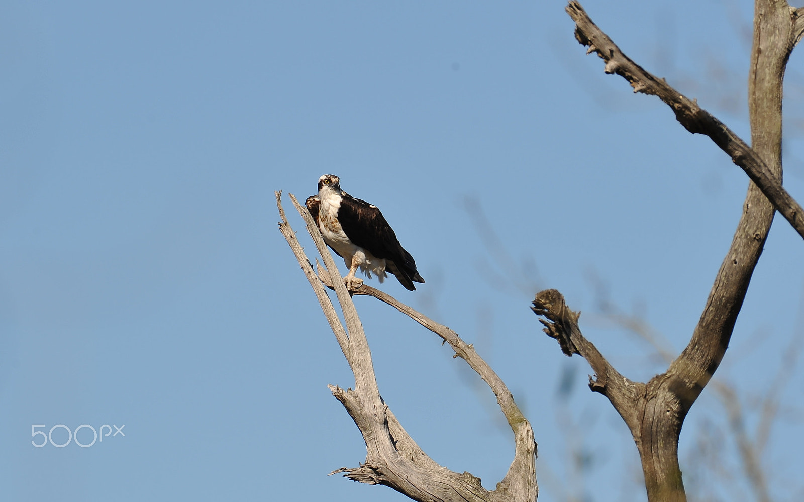 Nikon AF-S Nikkor 200-500mm F5.6E ED VR sample photo. Dsc photography