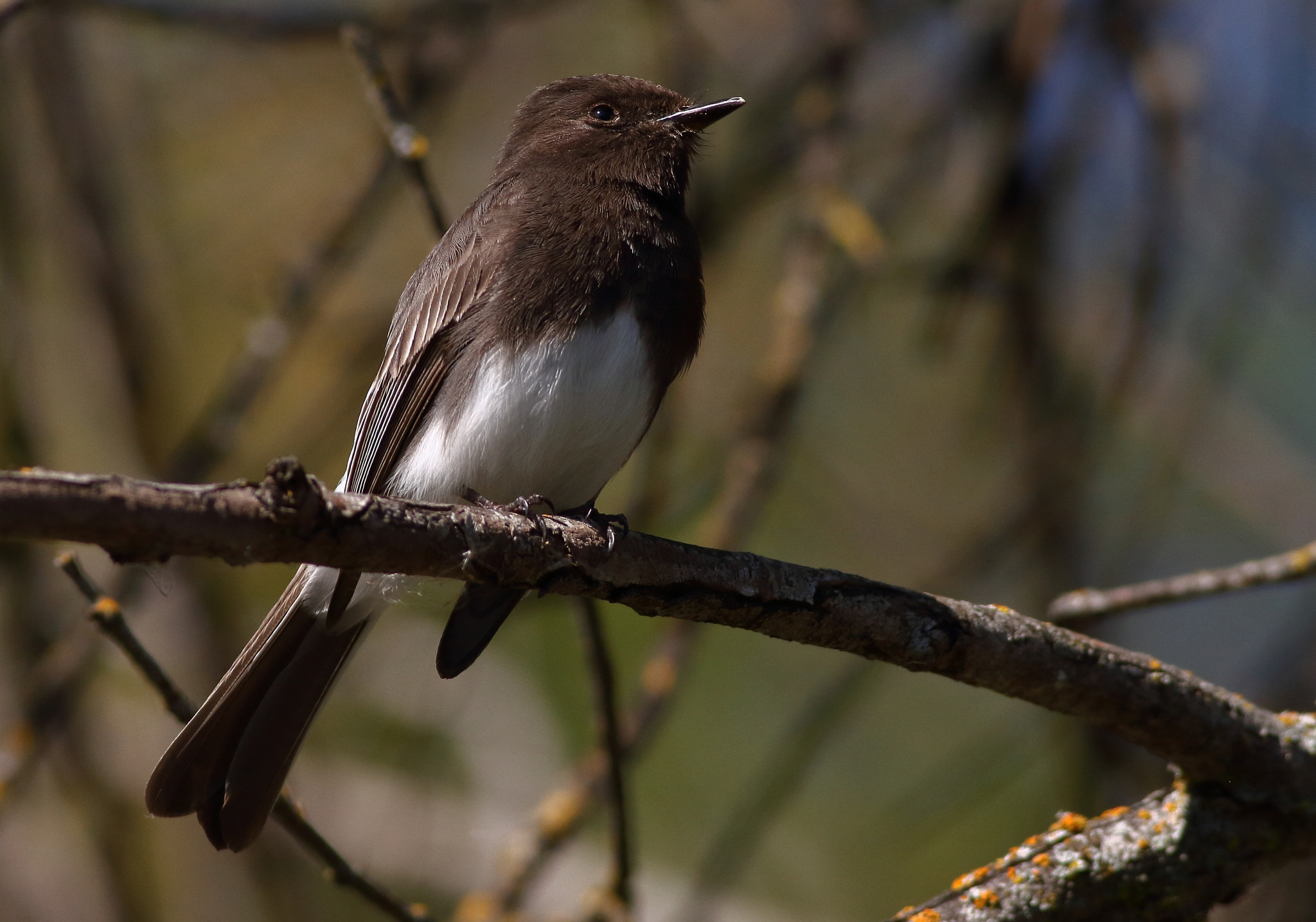 Canon EF 400mm F5.6L USM sample photo. Black phoebe photography