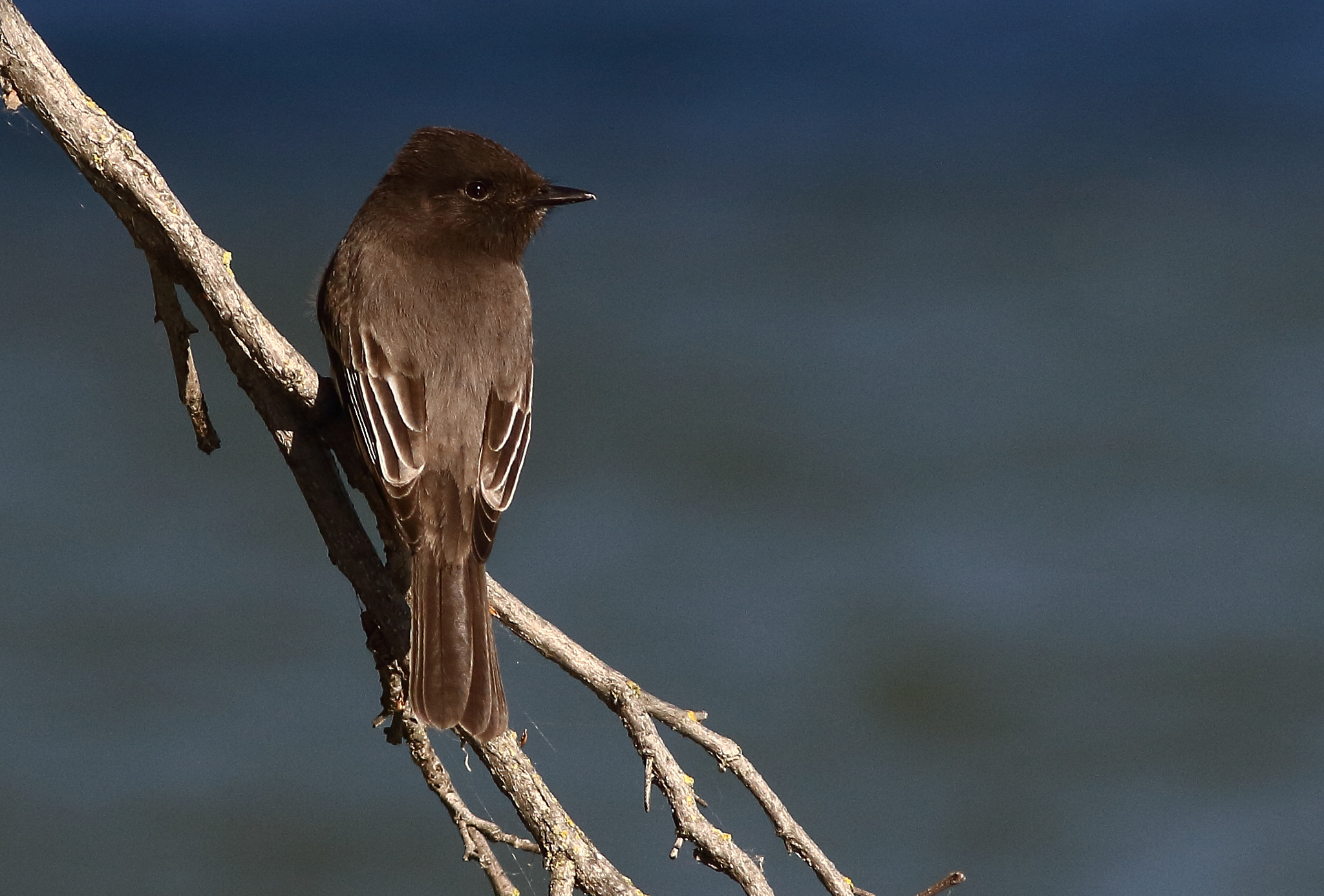 Canon EOS 7D + Canon EF 400mm F5.6L USM sample photo. Black phoebe photography