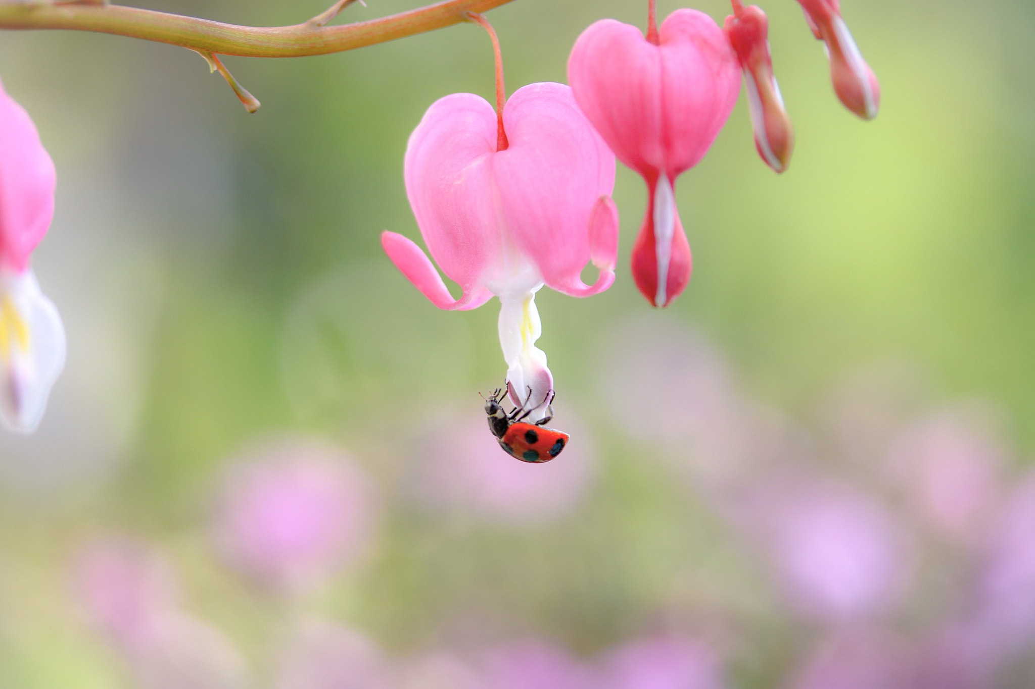 Canon EOS 760D (EOS Rebel T6s / EOS 8000D) + Canon EF-S 60mm F2.8 Macro USM sample photo. Tickle.. tickle.. it tickles!!  ٩♡۶ photography