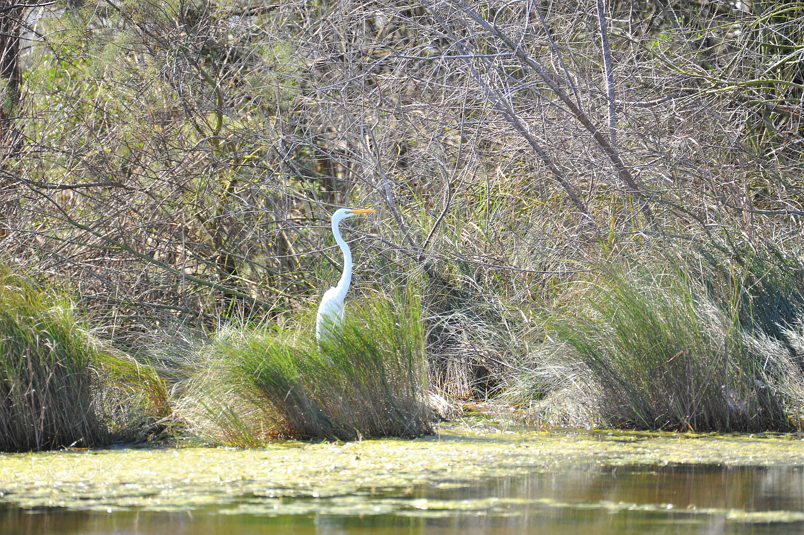 Nikon AF-S Nikkor 200-500mm F5.6E ED VR sample photo. Dsc photography