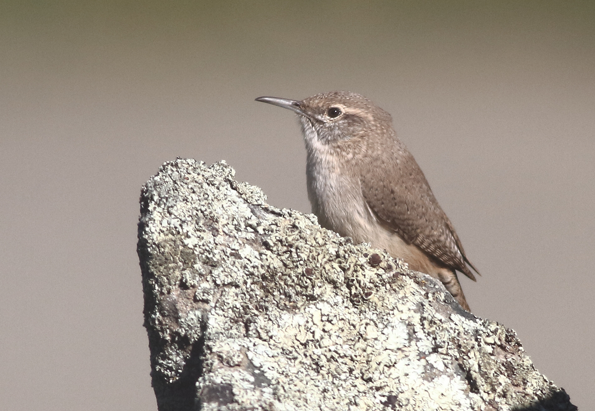 Canon EOS 7D + Canon EF 400mm F5.6L USM sample photo. Rock wren photography