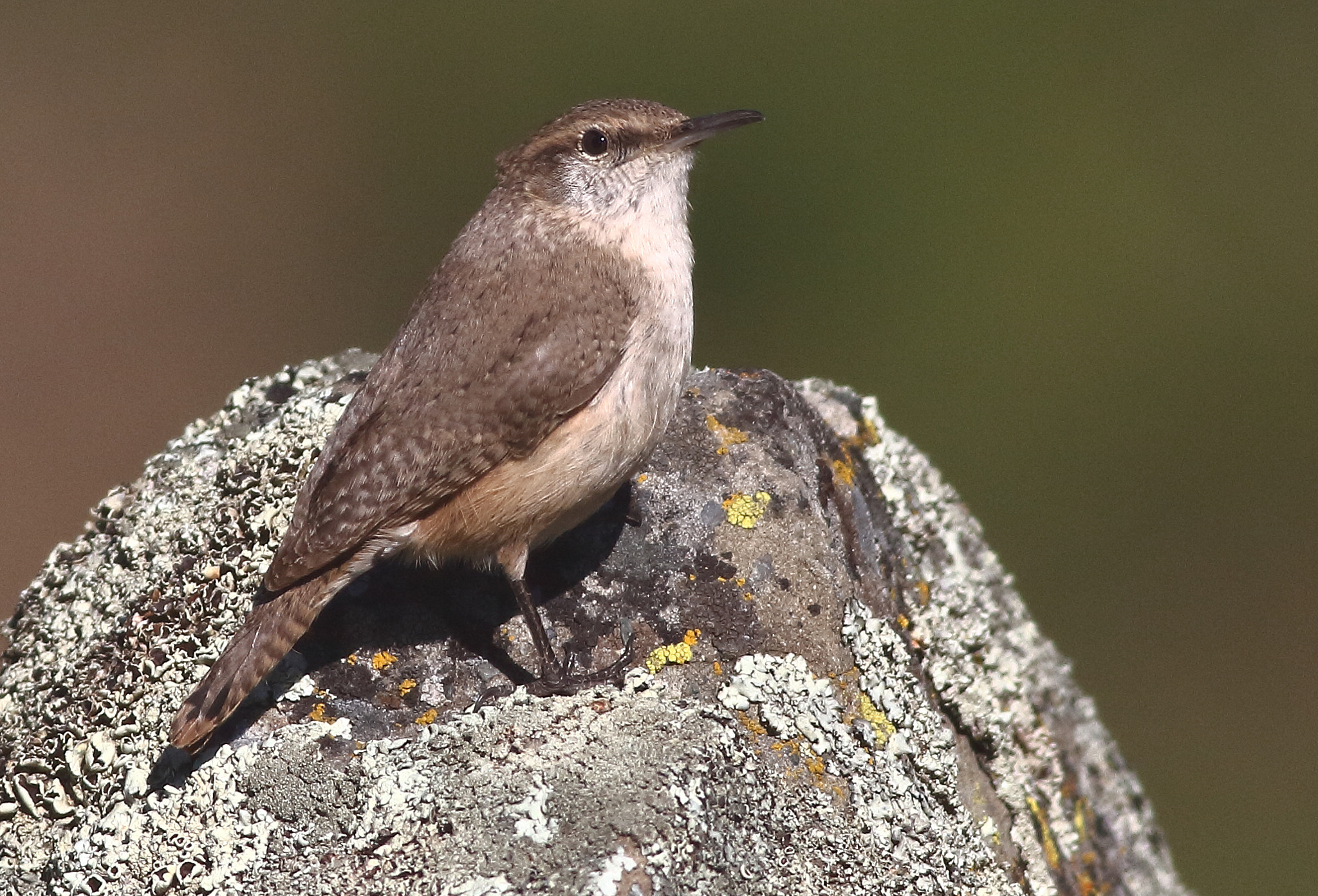 Canon EOS 7D + Canon EF 400mm F5.6L USM sample photo. Rock wren photography