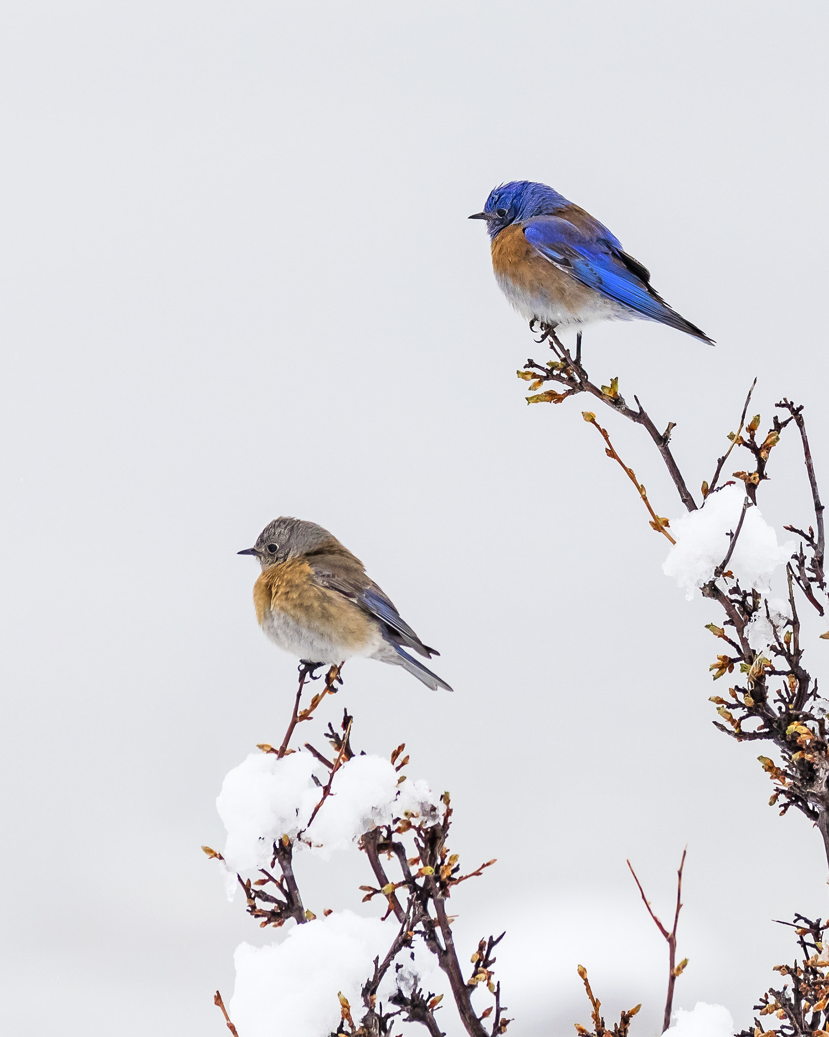 Canon EOS 5D Mark IV + Canon EF 400mm F4 DO IS II USM sample photo. Western bluebirds, mated pair photography