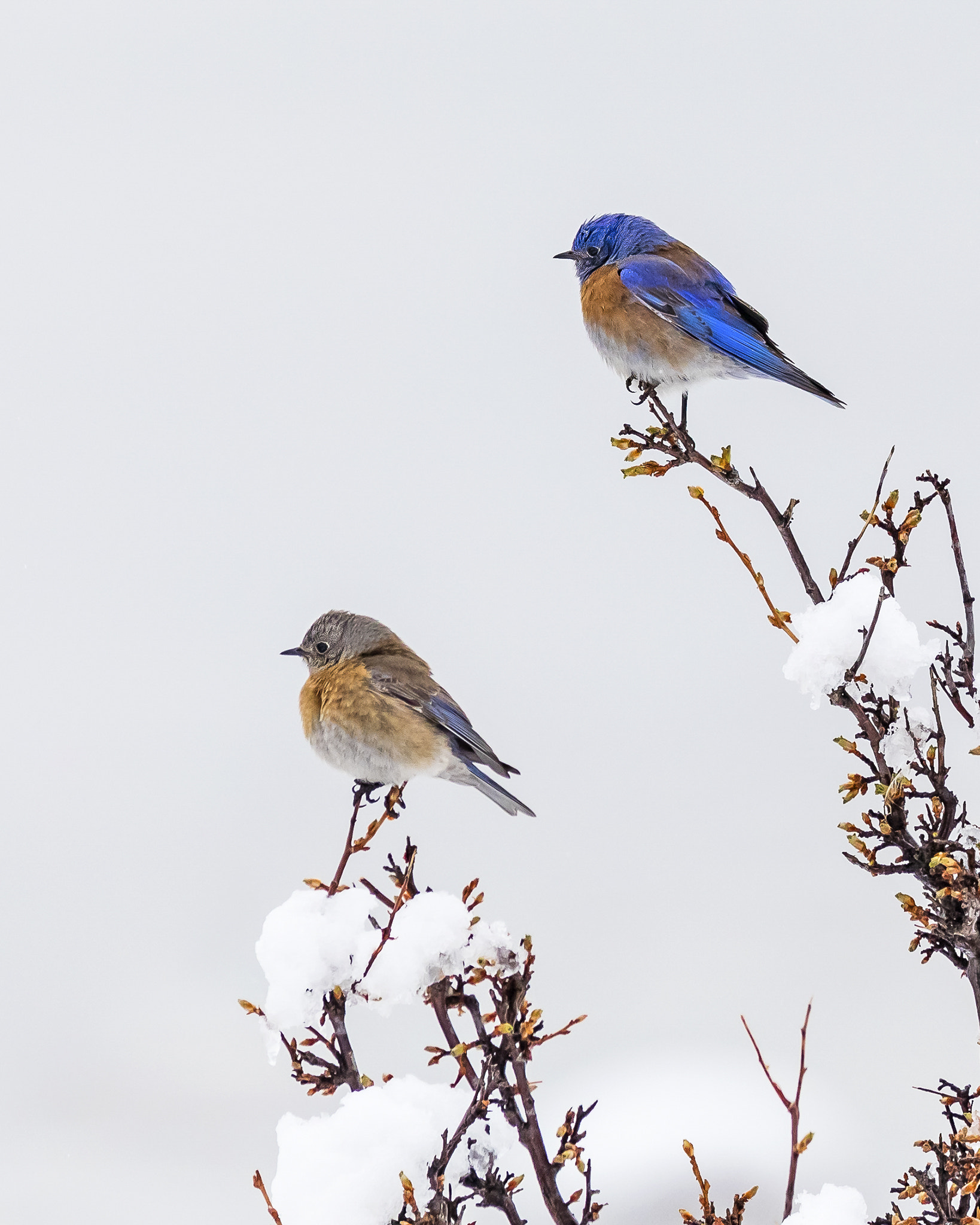 Canon EOS 5D Mark IV sample photo. Western bluebirds, mated pair photography