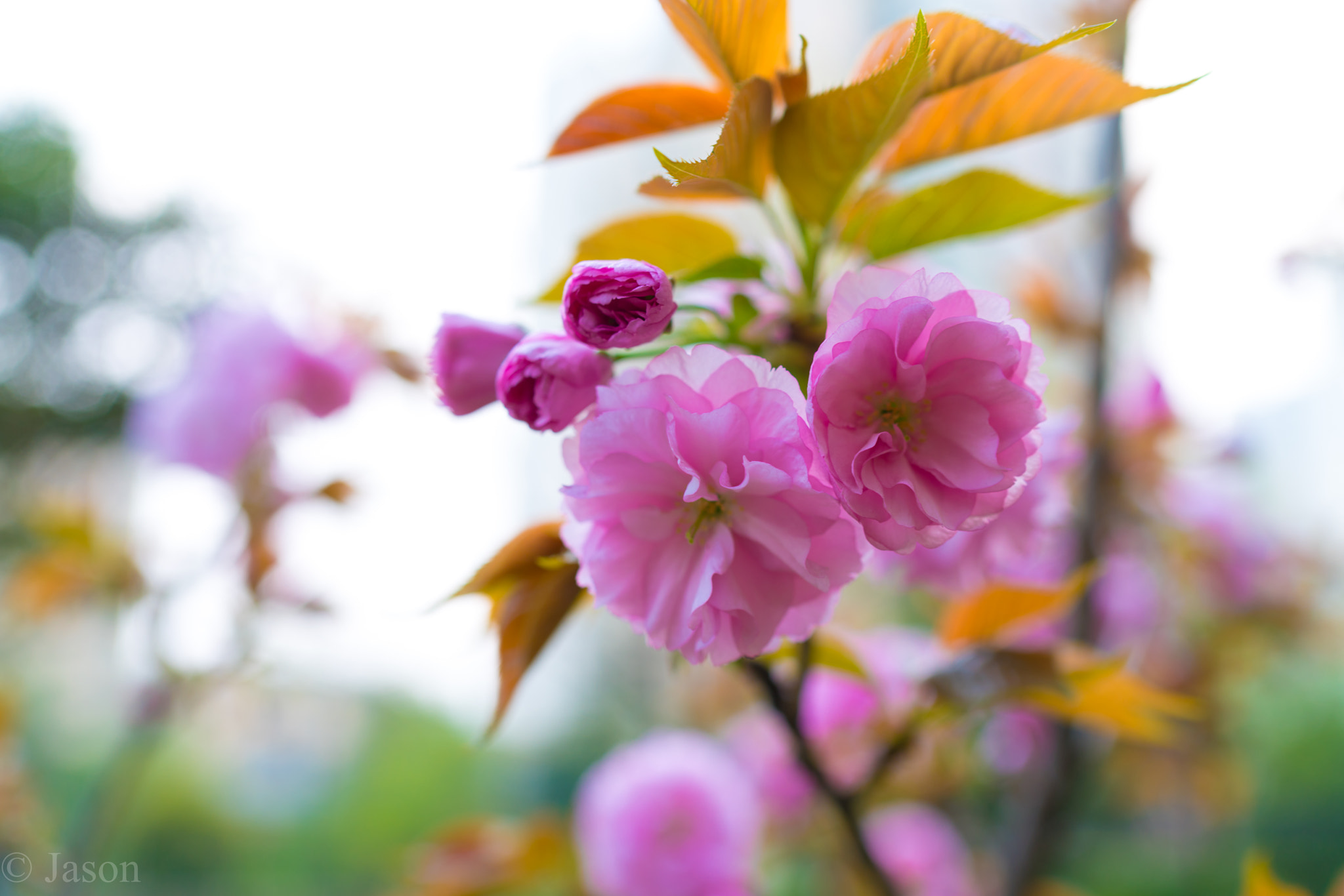 Sony a7R II sample photo. Flower photography