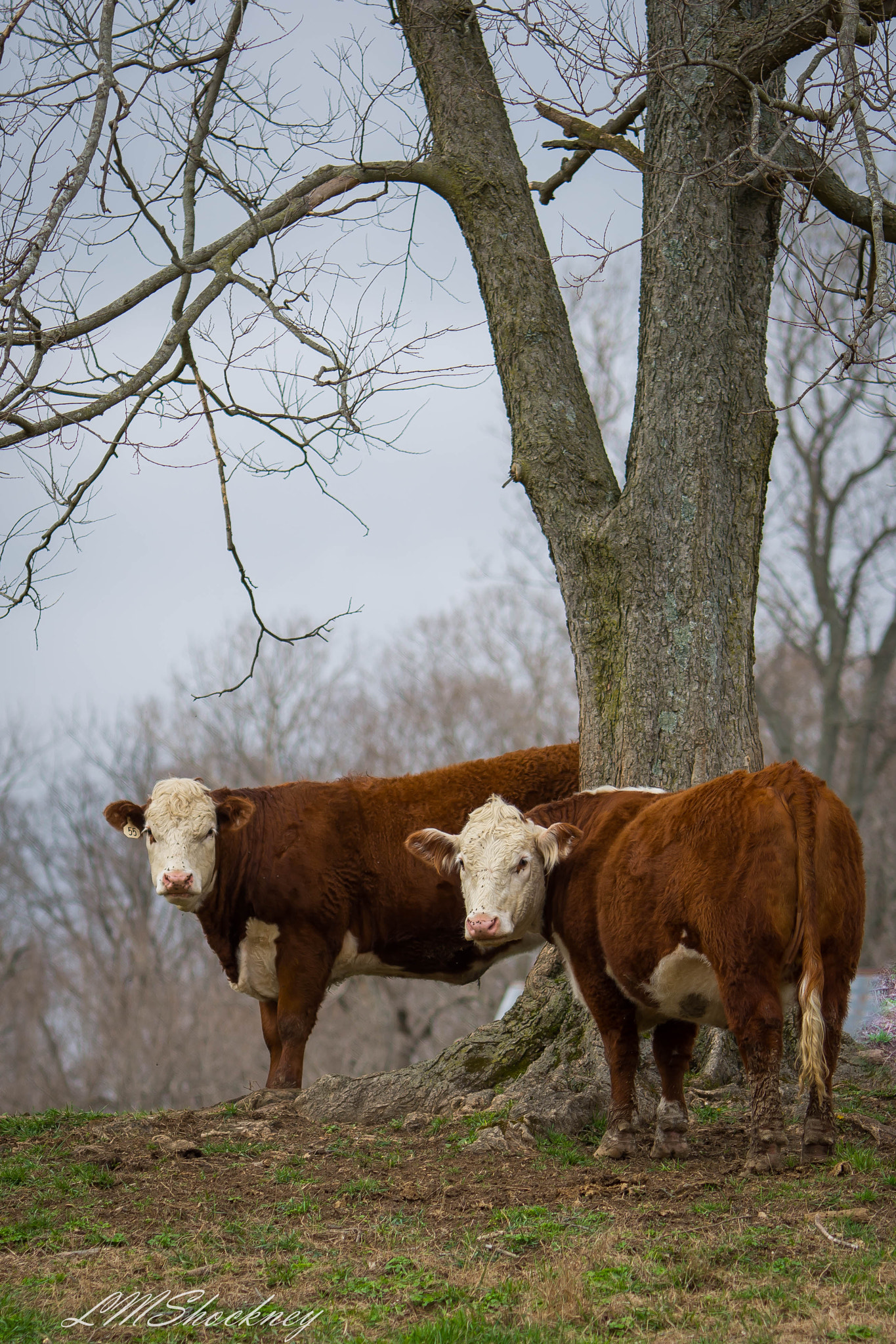 Nikon D7200 sample photo. Southern indiana backroads photography