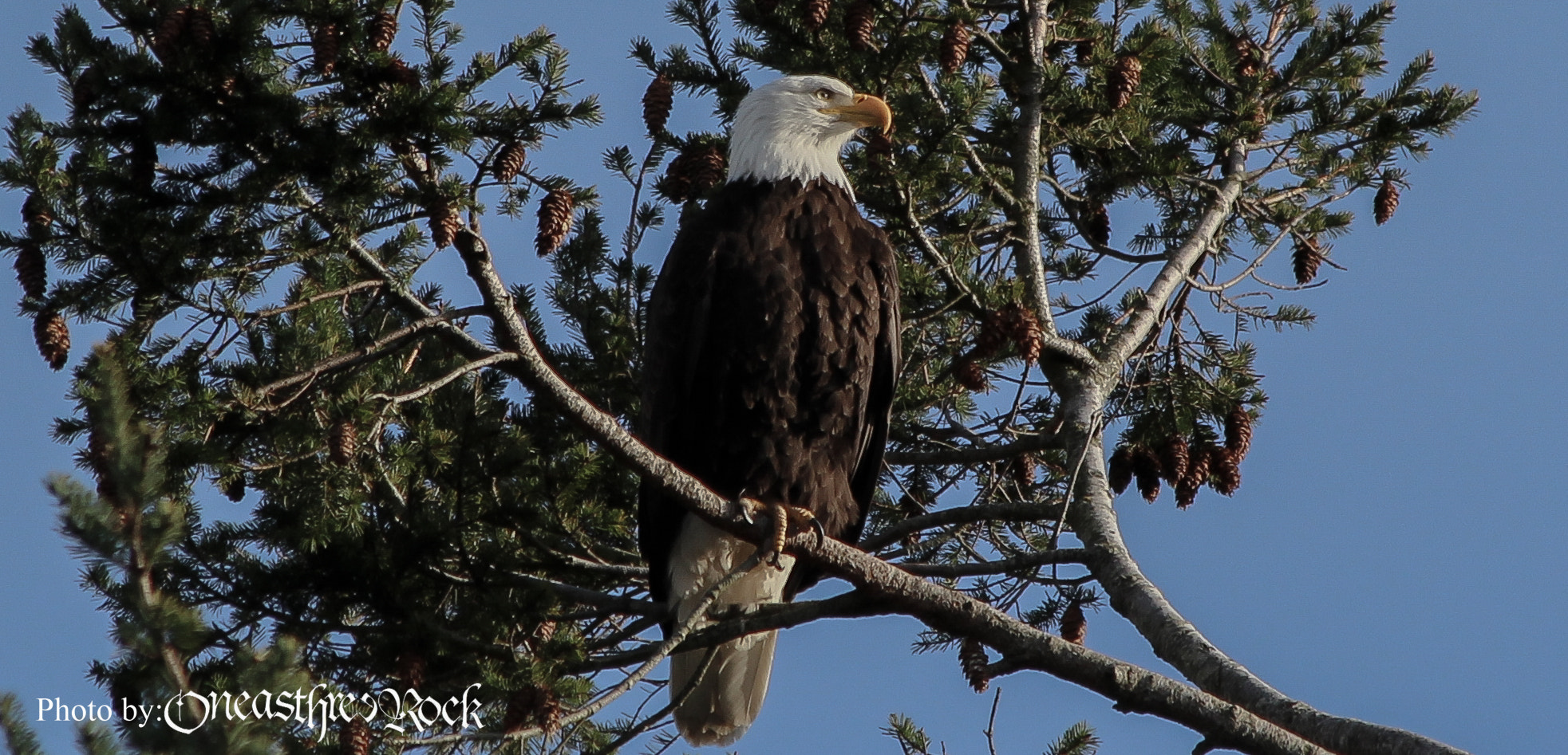 Canon EF 70-300mm F4-5.6 IS USM sample photo. Fly free photography