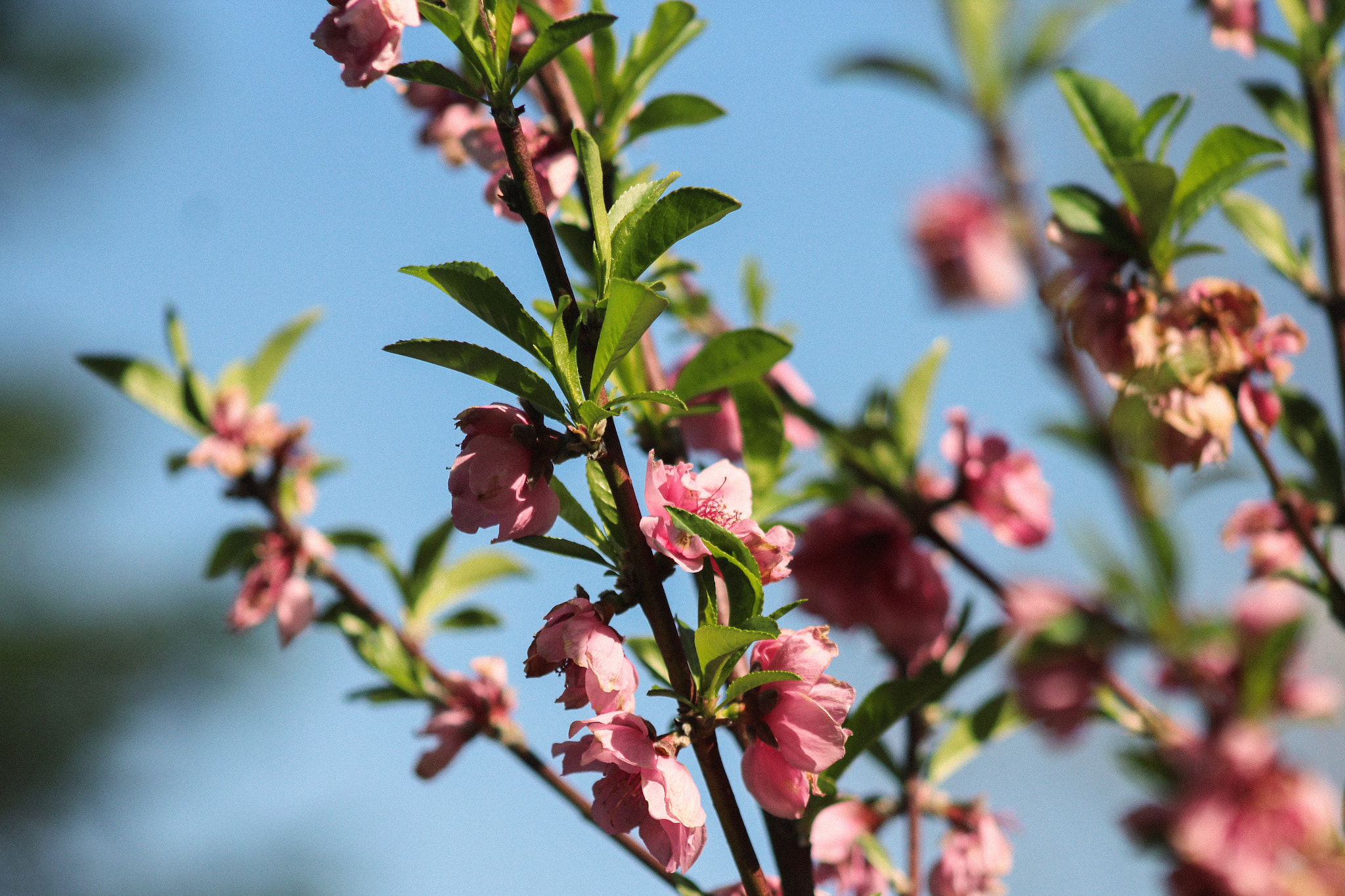 Canon EF 75-300mm f/4-5.6 USM sample photo. Another flower photography
