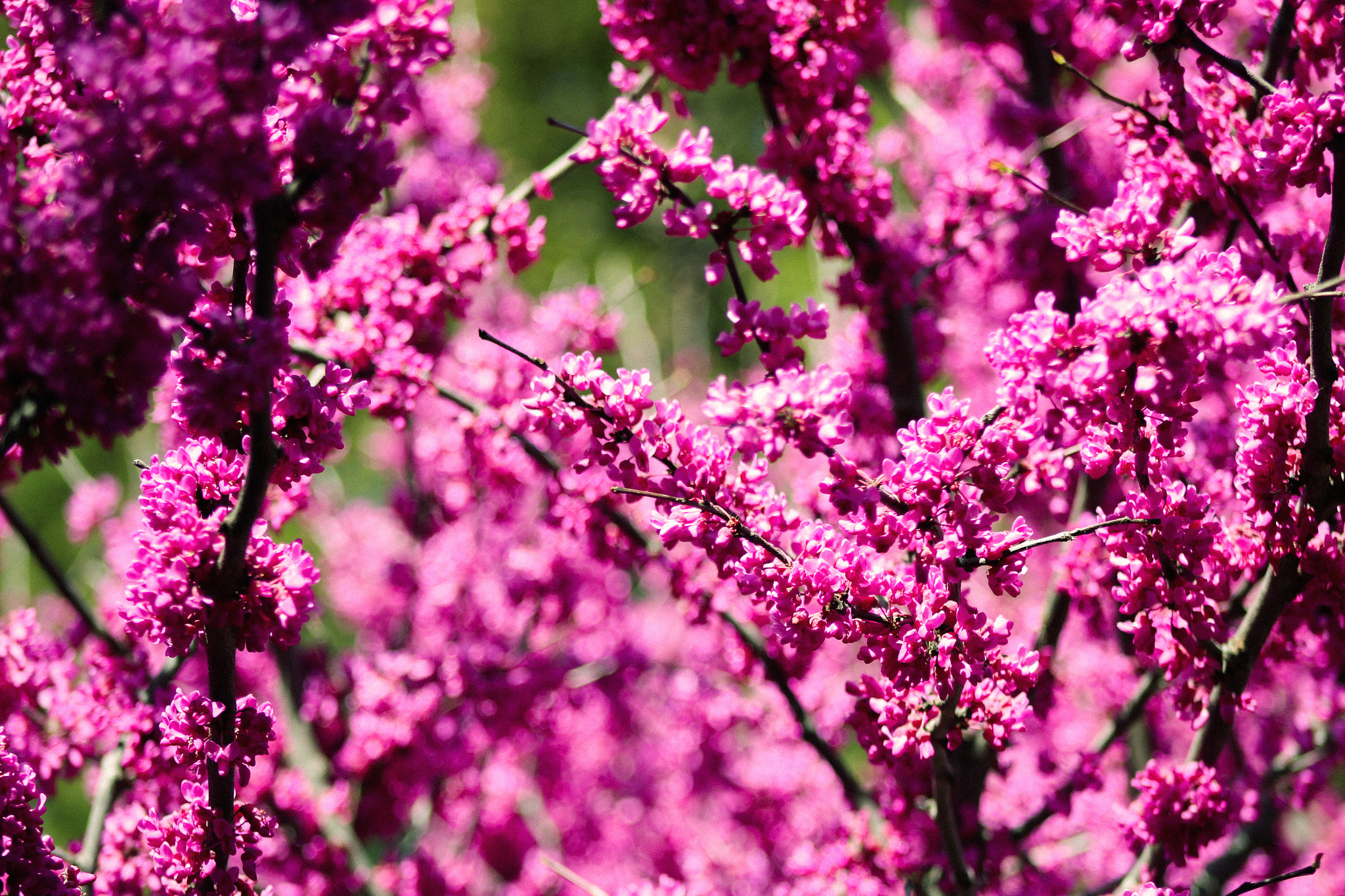 Canon EF 75-300mm f/4-5.6 USM sample photo. Pink photography