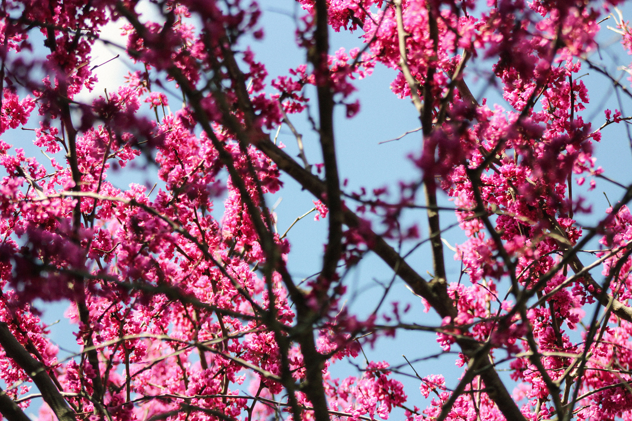 Canon EF 75-300mm f/4-5.6 USM sample photo. Blossoms photography