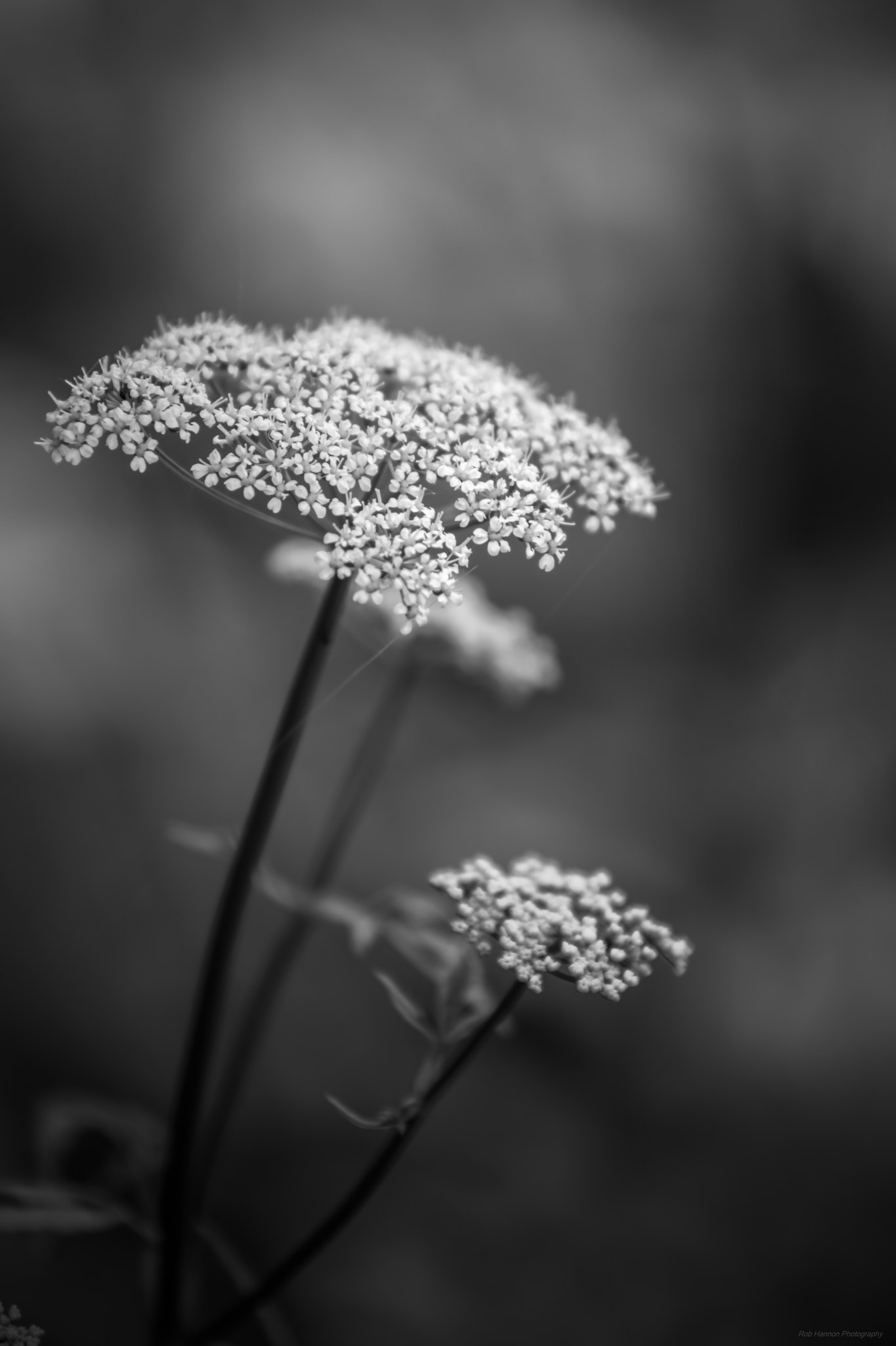 Sony SLT-A77 sample photo. Flowers at mount pleasant cemetery photography