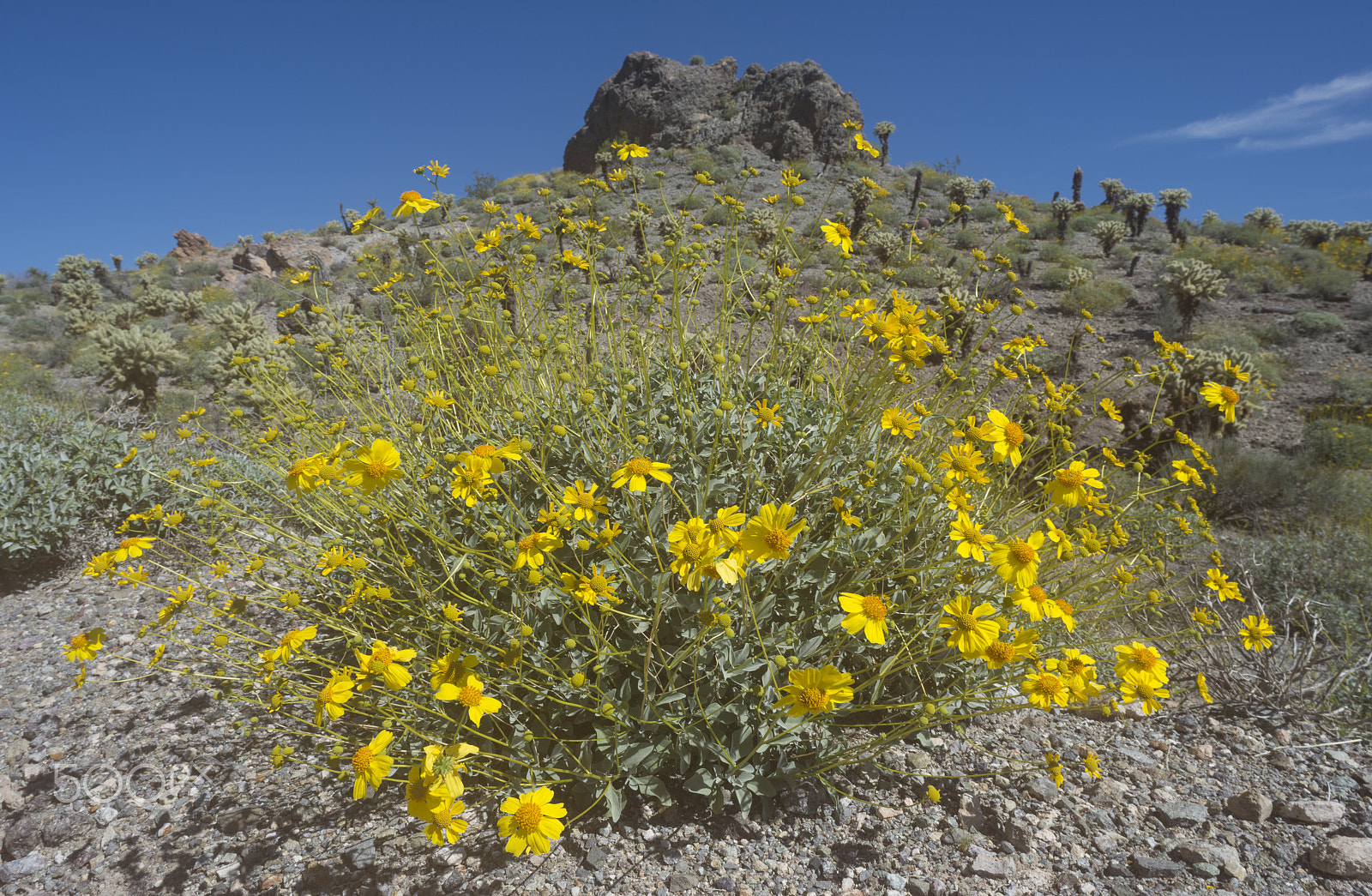 Nikon D800 sample photo. Mohave spring photography