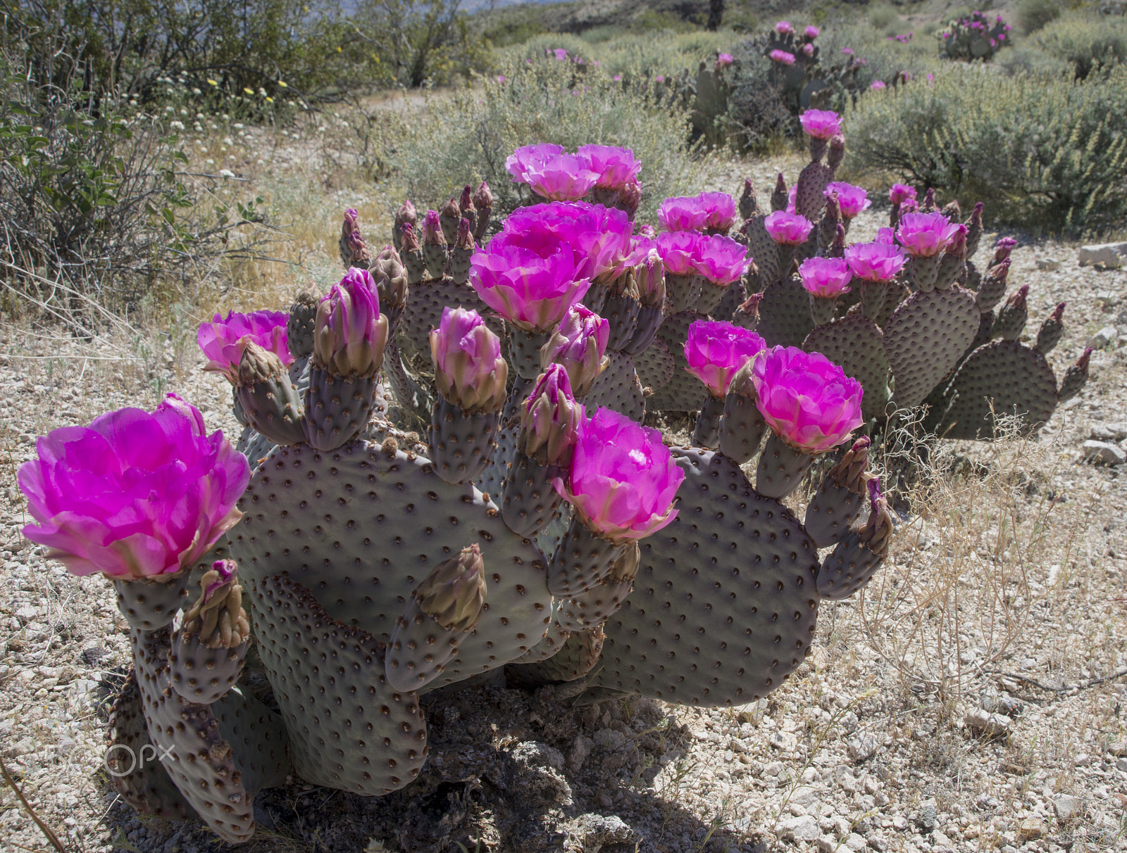 AF Zoom-Nikkor 28-105mm f/3.5-4.5D IF sample photo. Mohave spring photography