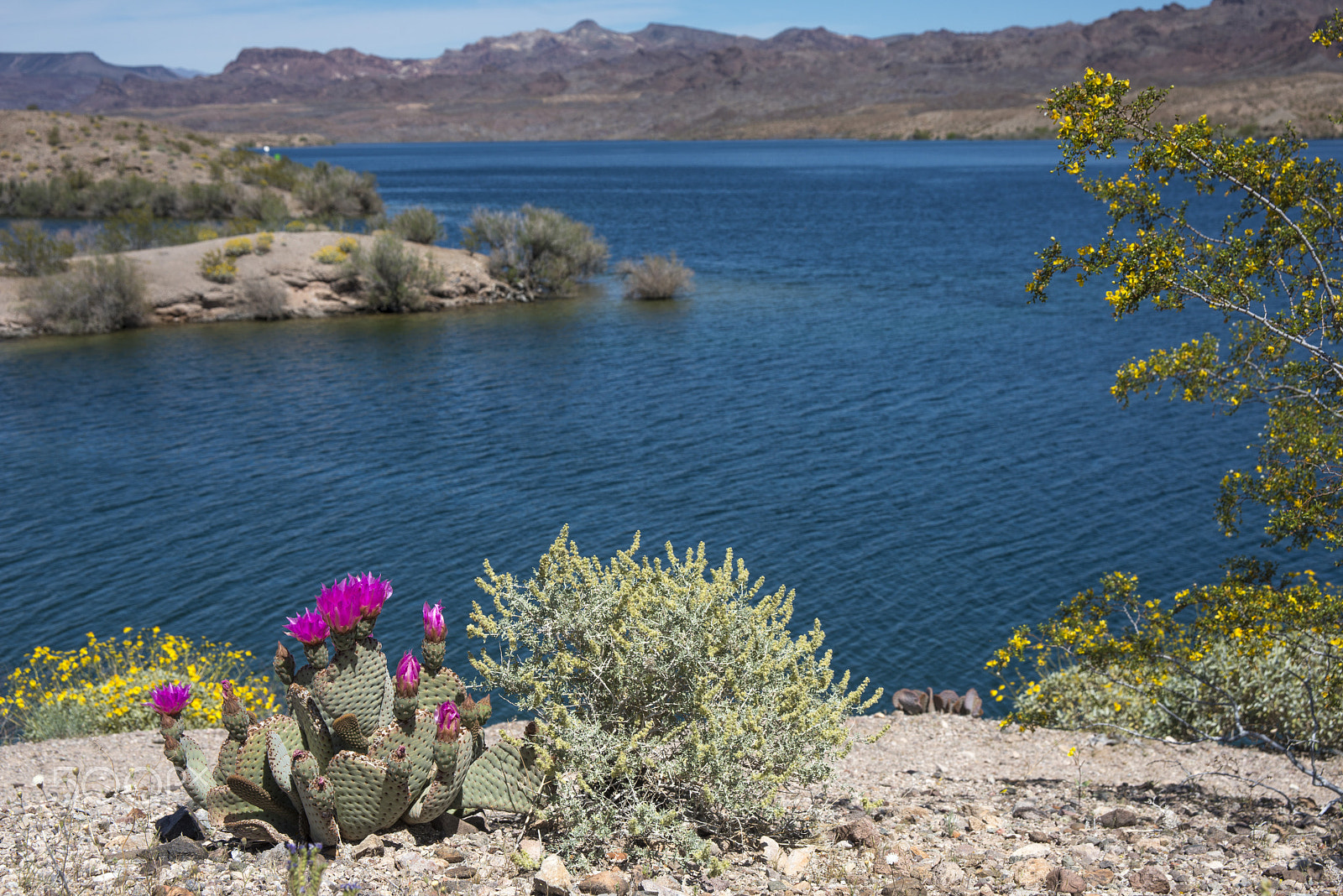 AF Zoom-Nikkor 28-105mm f/3.5-4.5D IF sample photo. Mohave spring photography