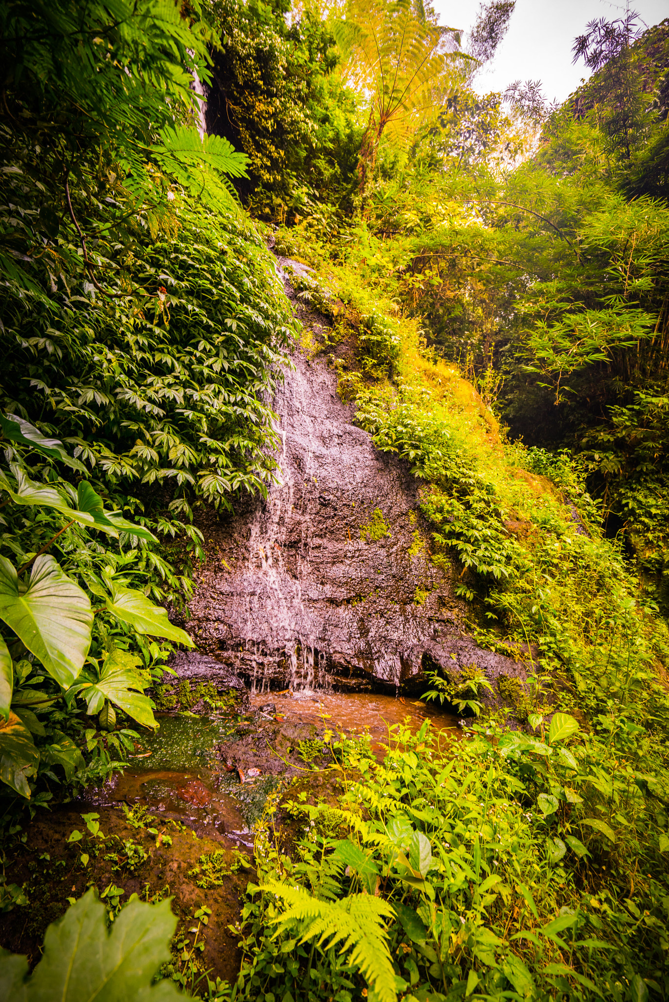 Sony a7R + Sony Vario-Tessar T* FE 16-35mm F4 ZA OSS sample photo. The secret gardens of sambangan photography