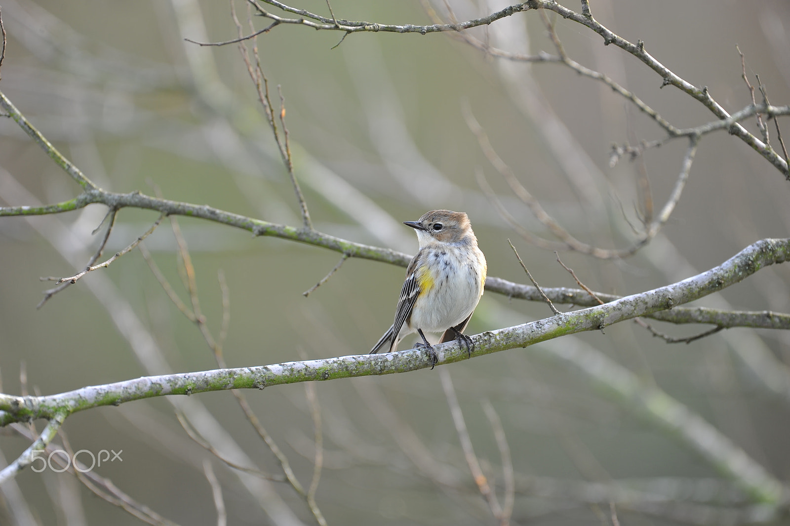 Nikon AF-S Nikkor 200-500mm F5.6E ED VR sample photo. Dsc photography