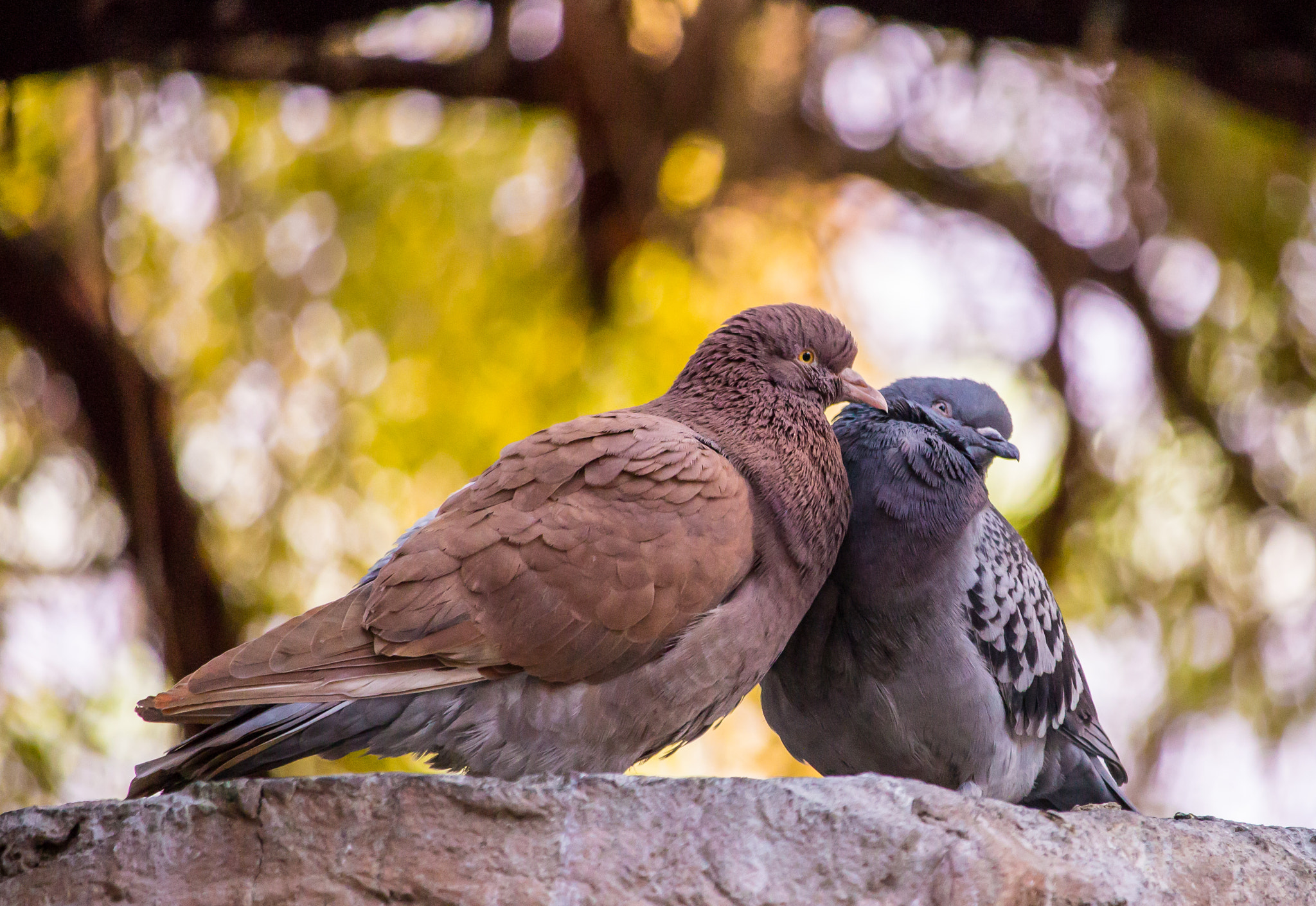 Canon EOS 600D (Rebel EOS T3i / EOS Kiss X5) sample photo. Pigeon love photography